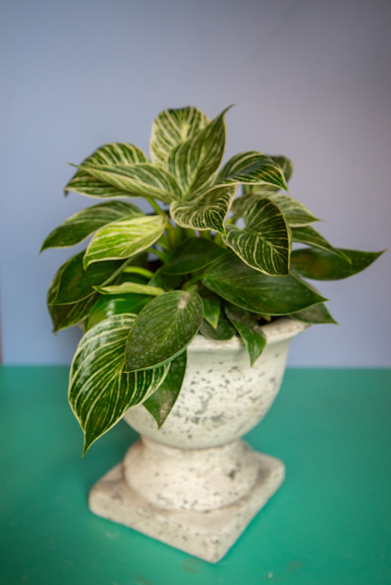 Plants