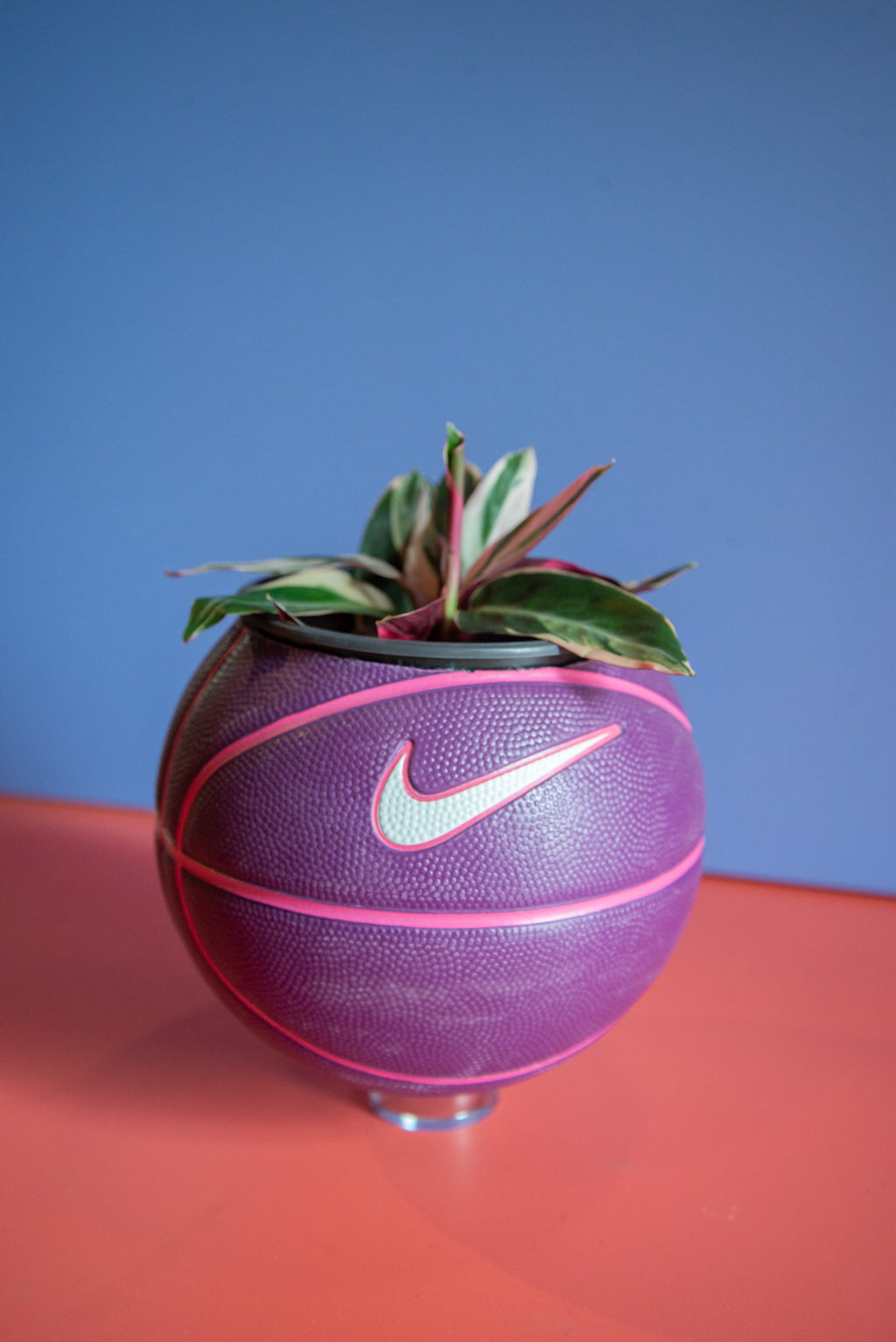 Basketball PLNTRS +