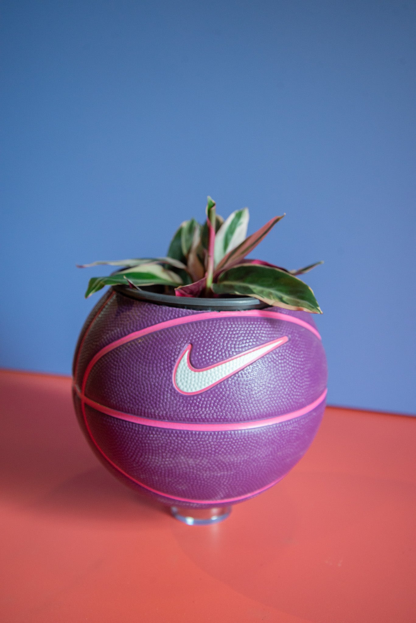 Basketball PLNTRS +
