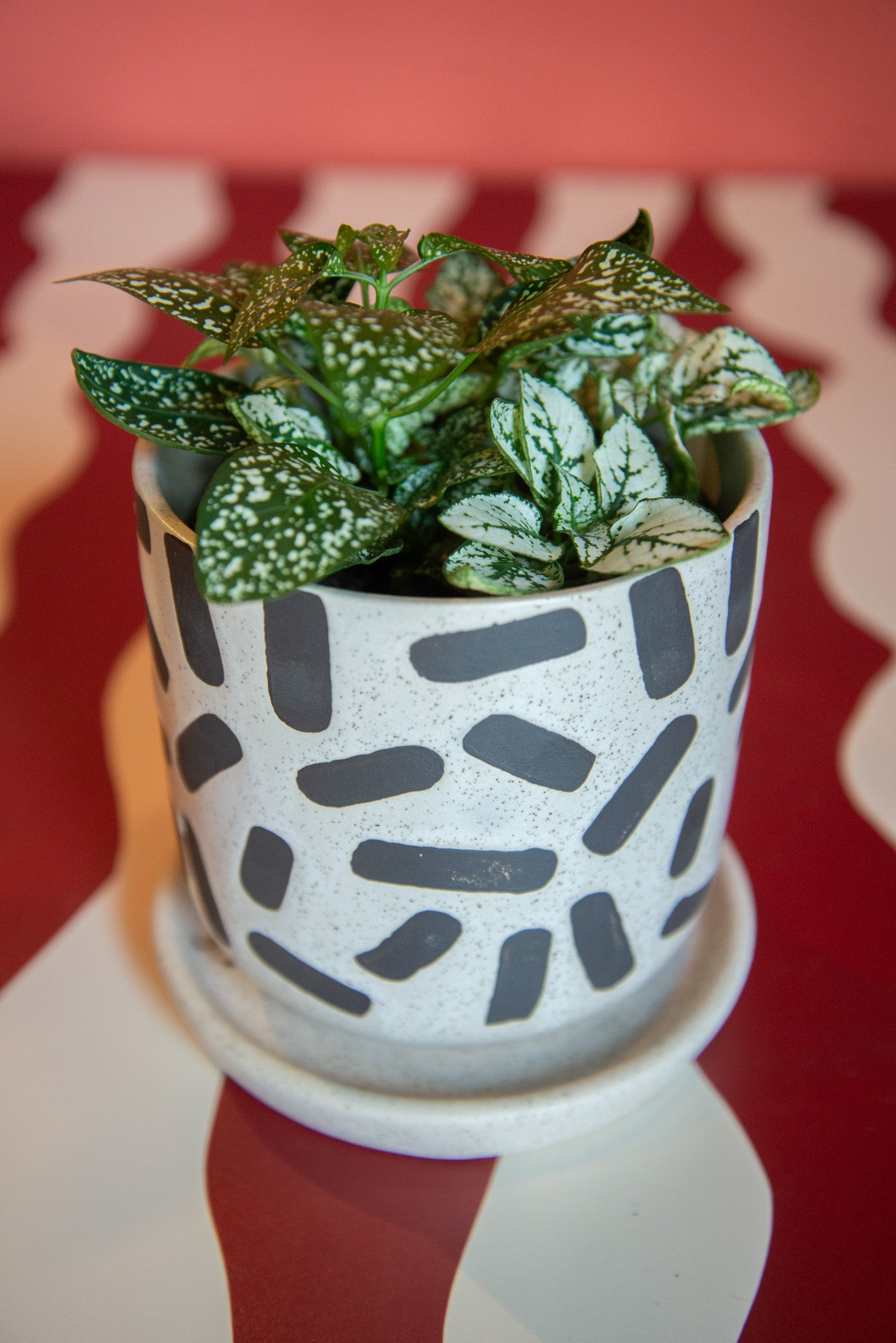 Hypoestes