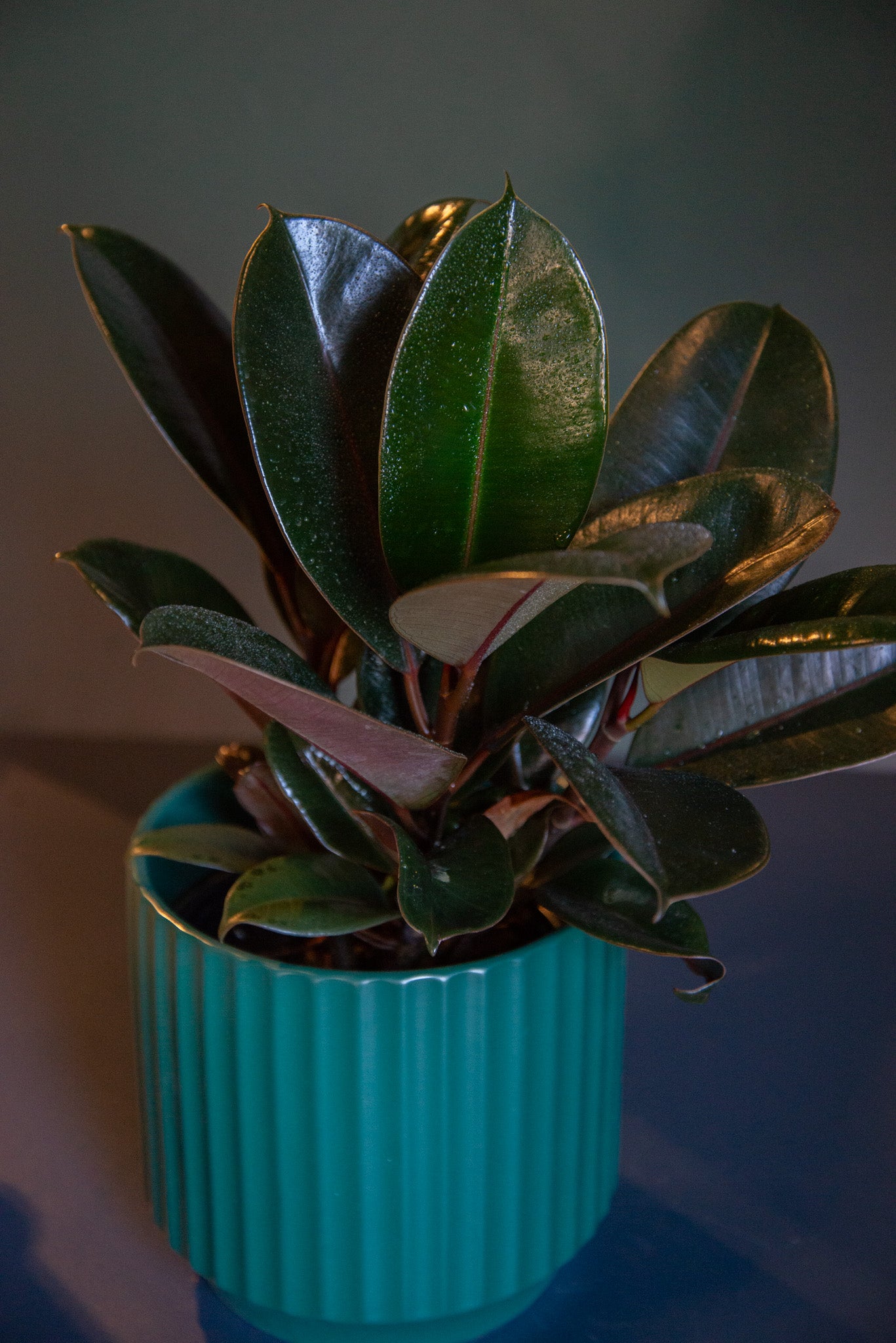 Ficus Burgundy