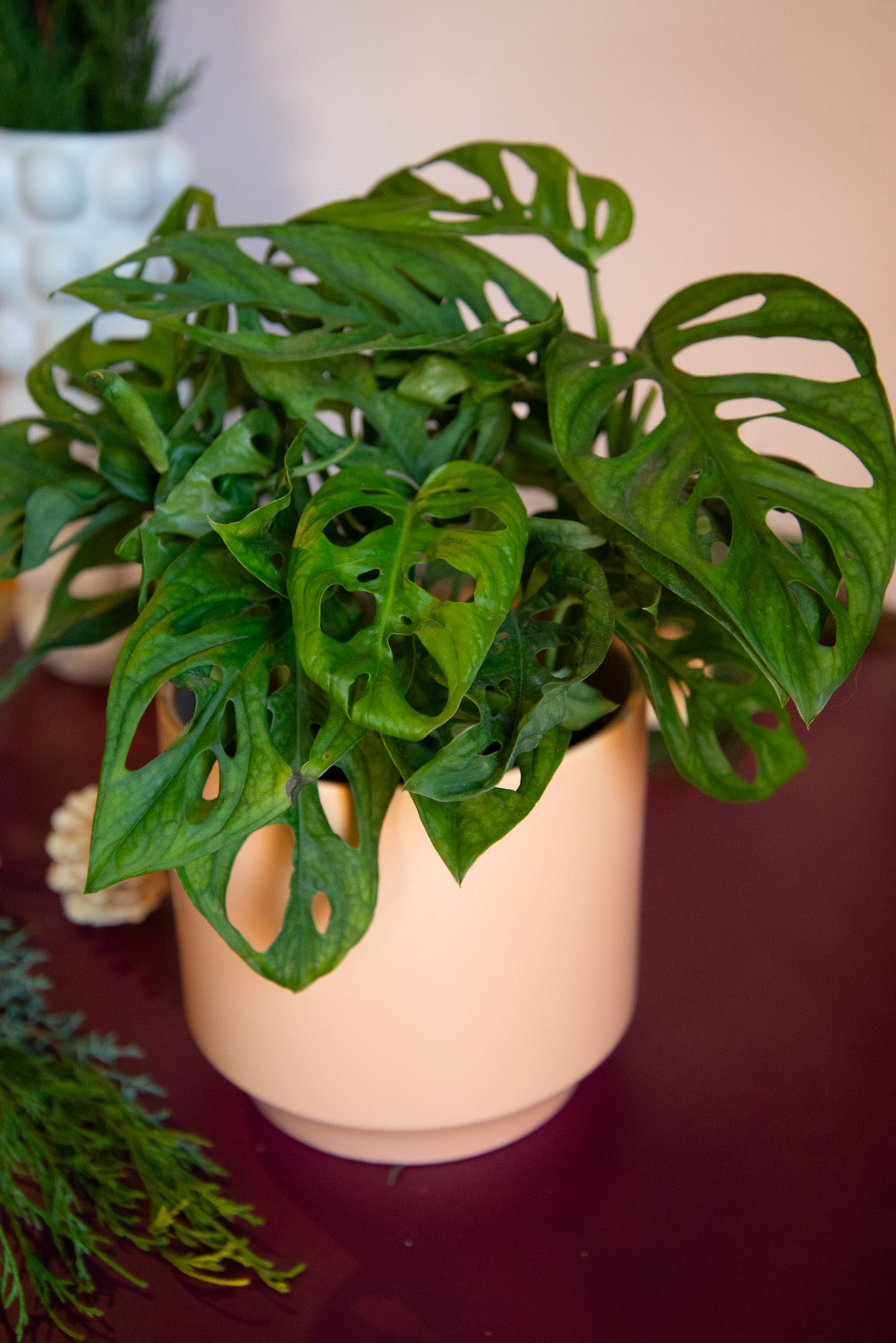 Monstera Adansonii