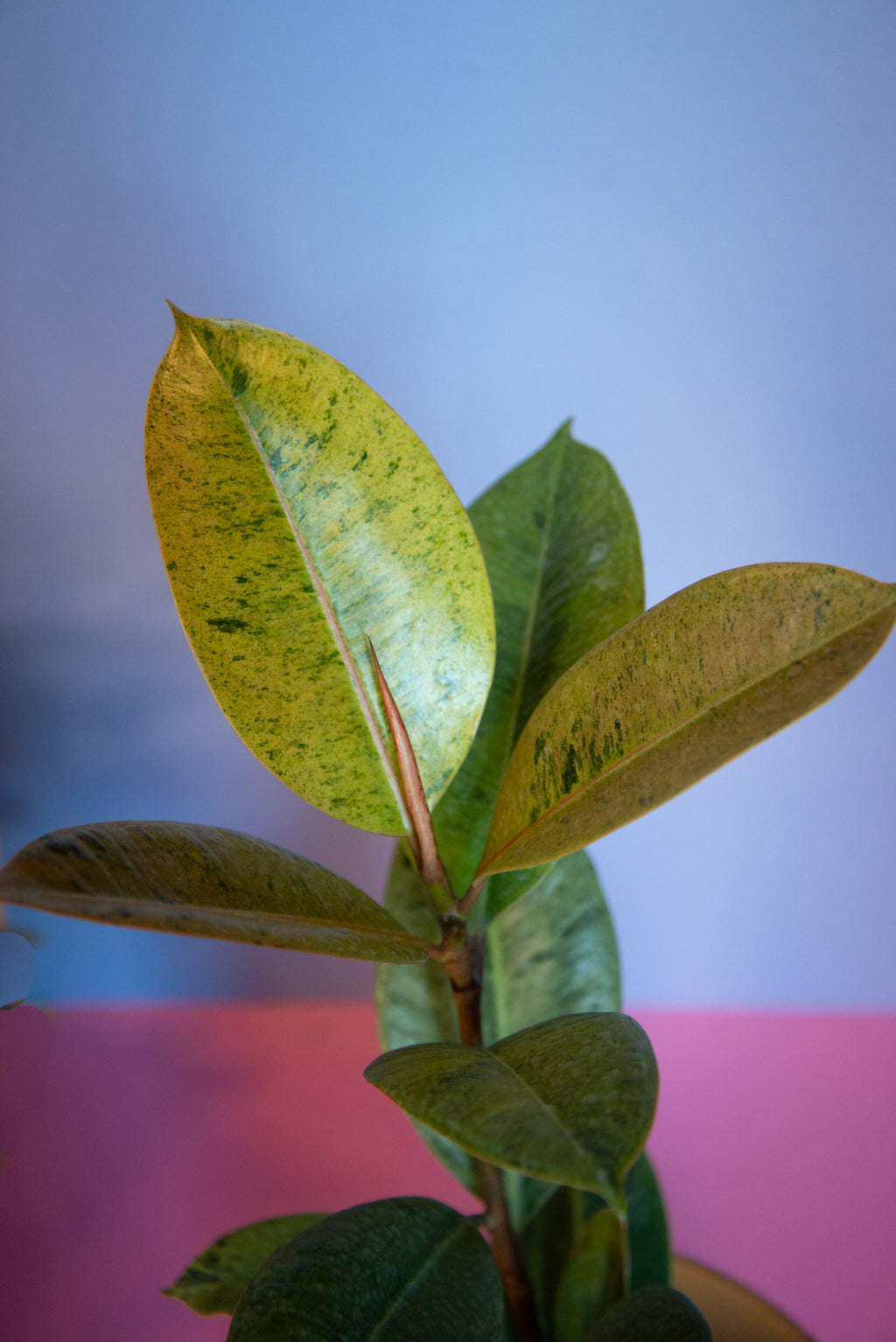 Ficus Shivereana