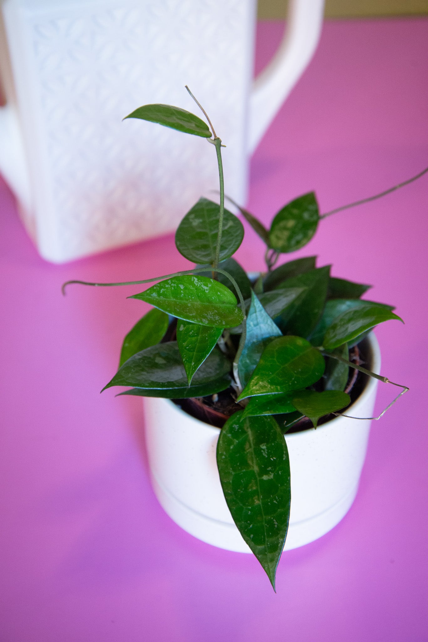 Hoya
