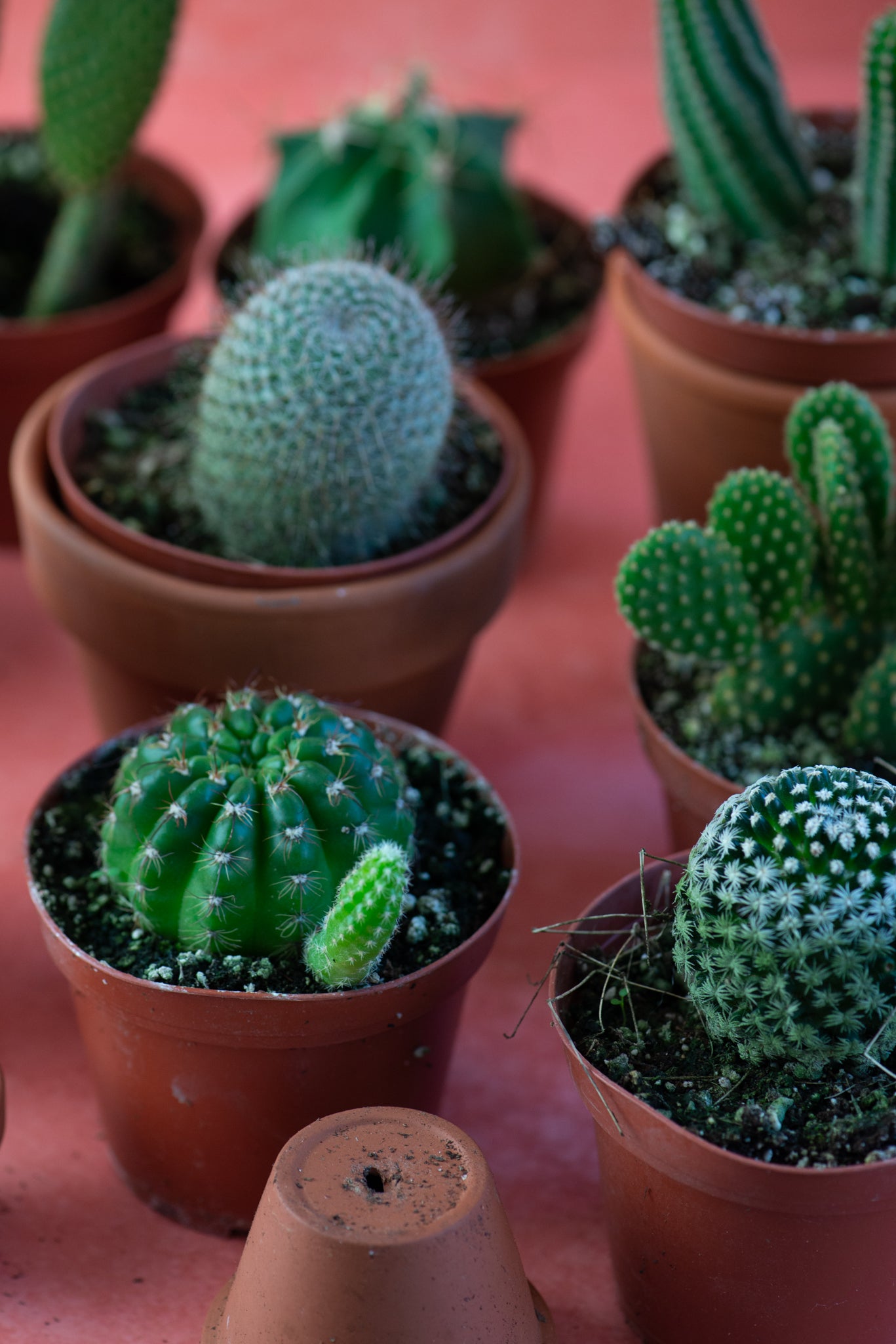 Cactus