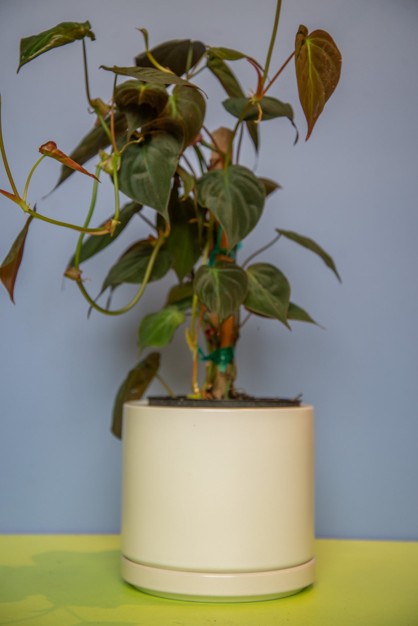 Philodendron Micans
