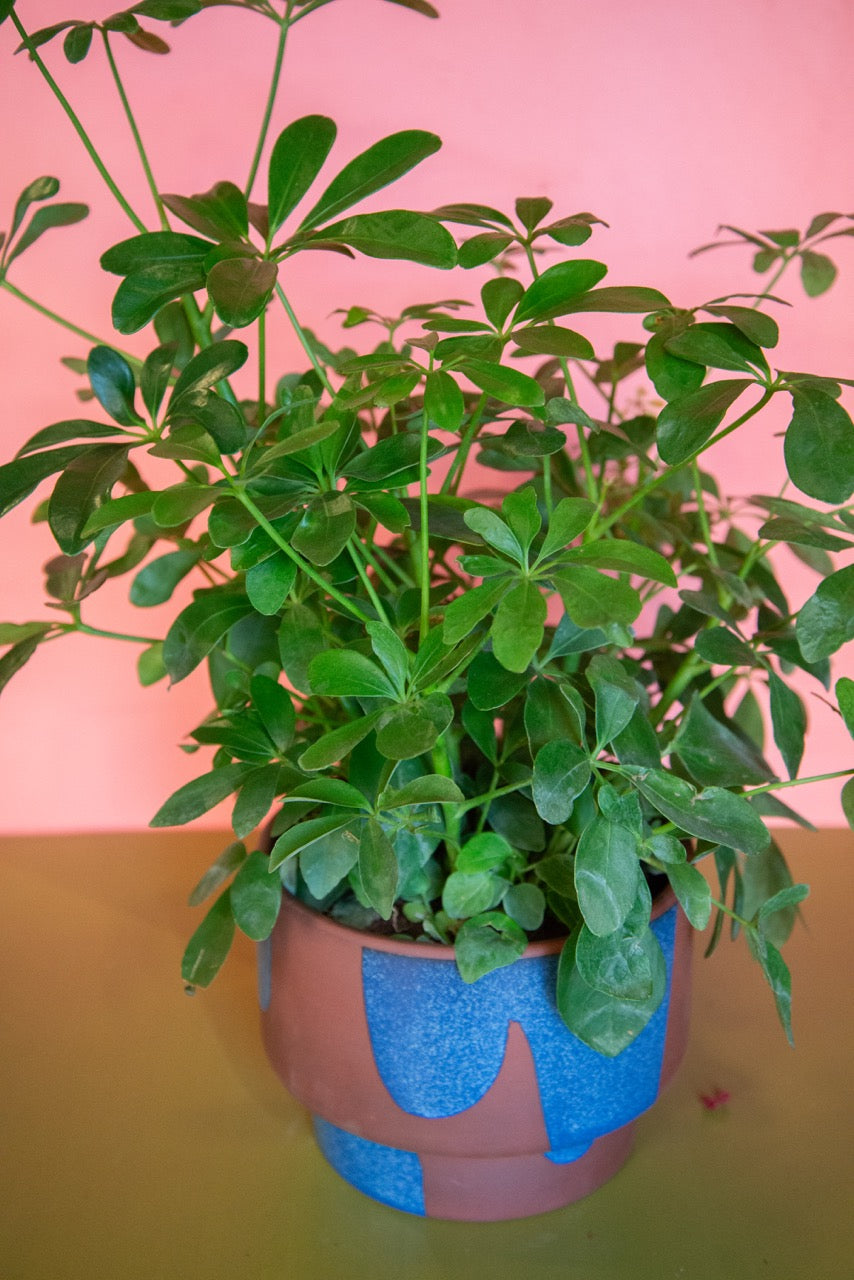 Schefflera