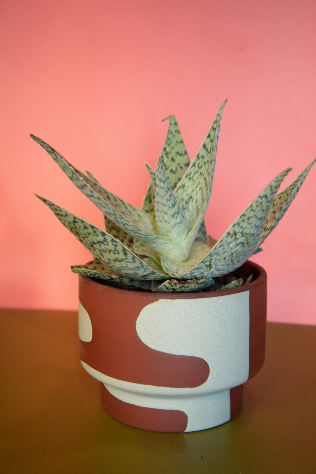 Shanti Pot