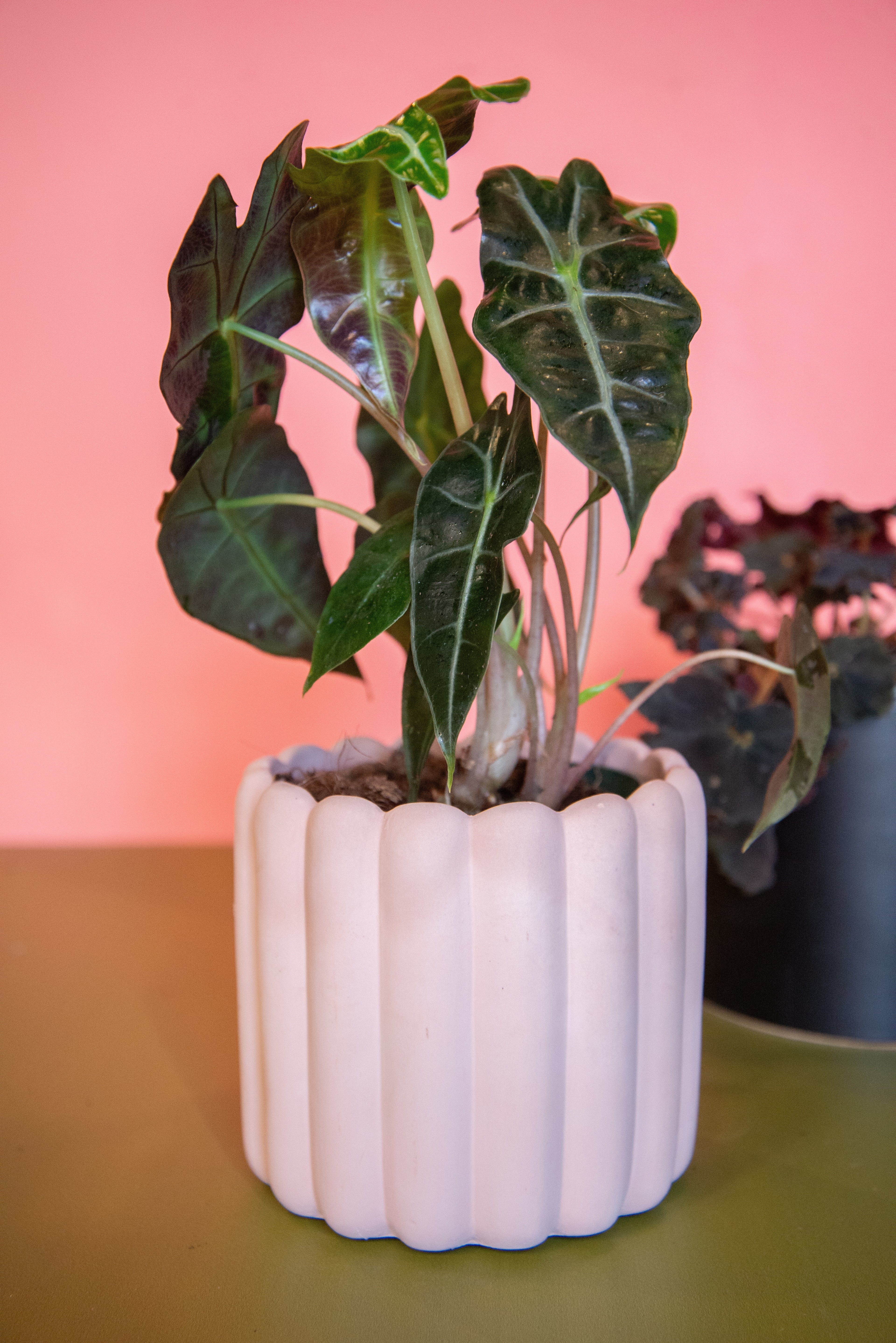 Alocasia Amazonica