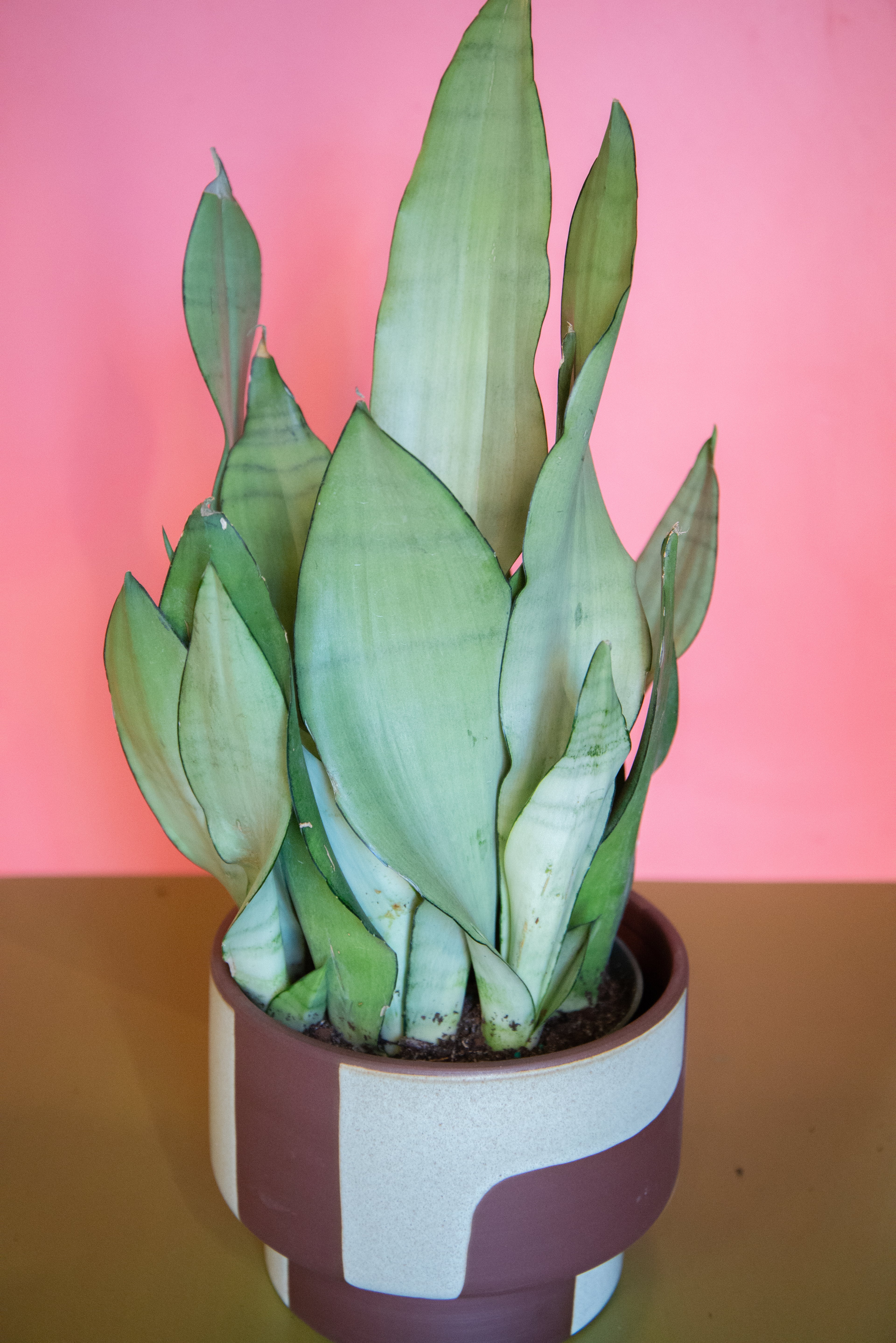 Sansevieria Moonshine