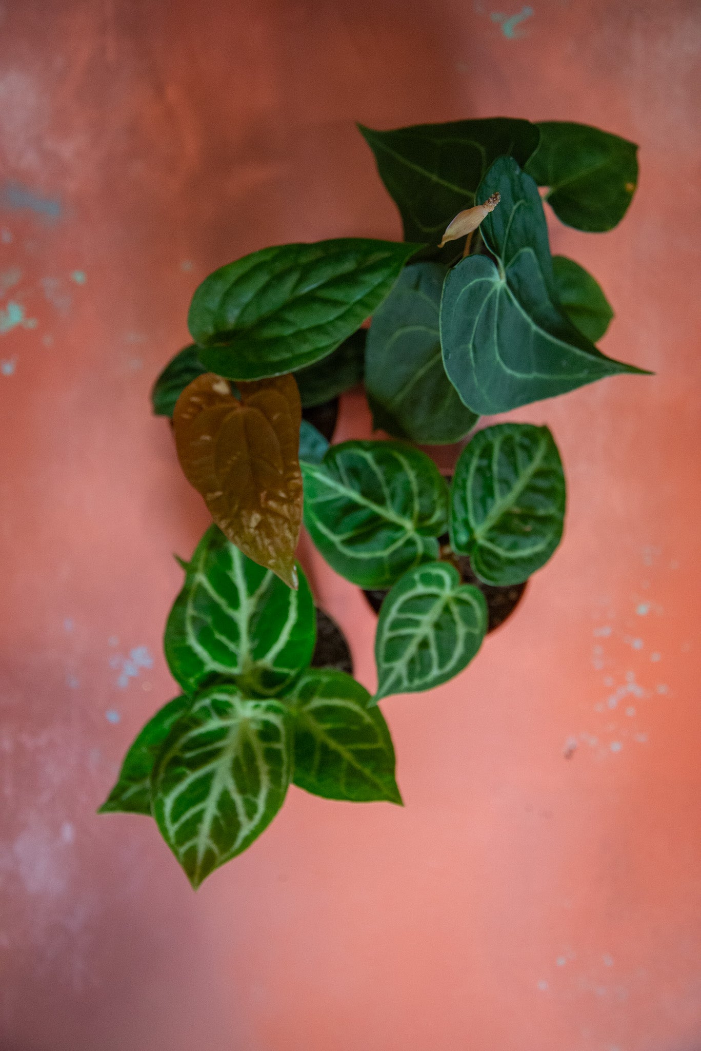 Anthurium