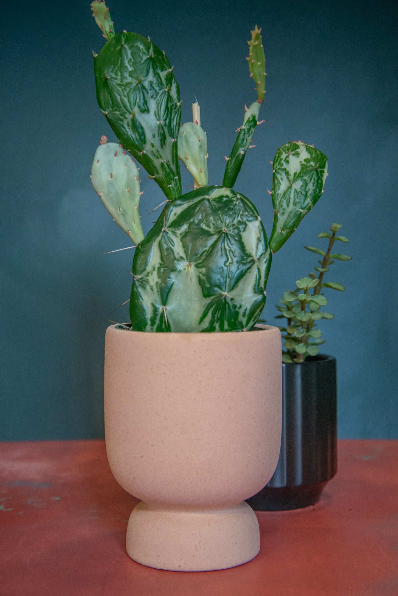 Opuntia Cacti