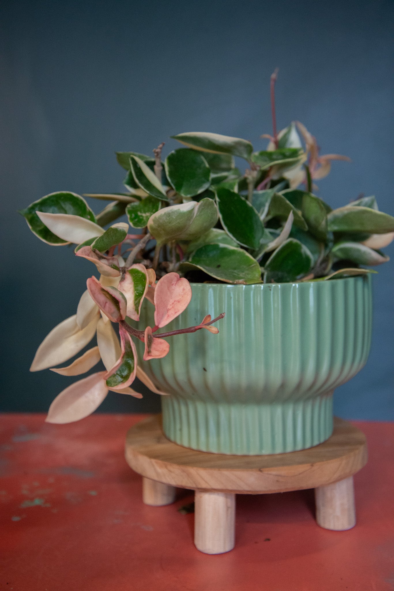 Hoya
