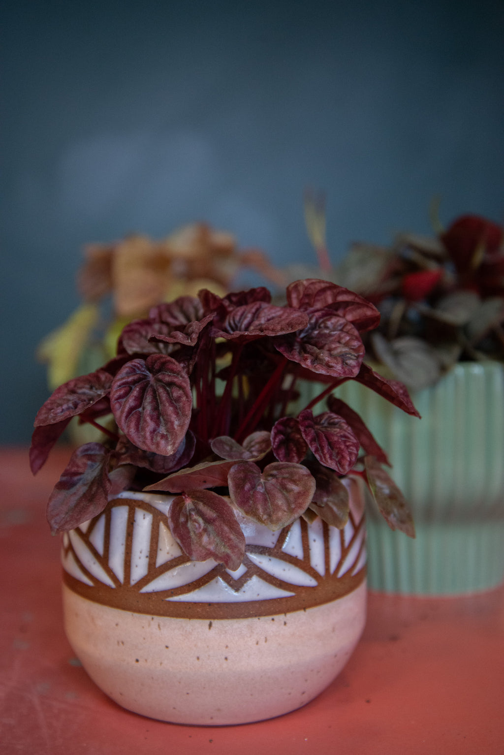Peperomia