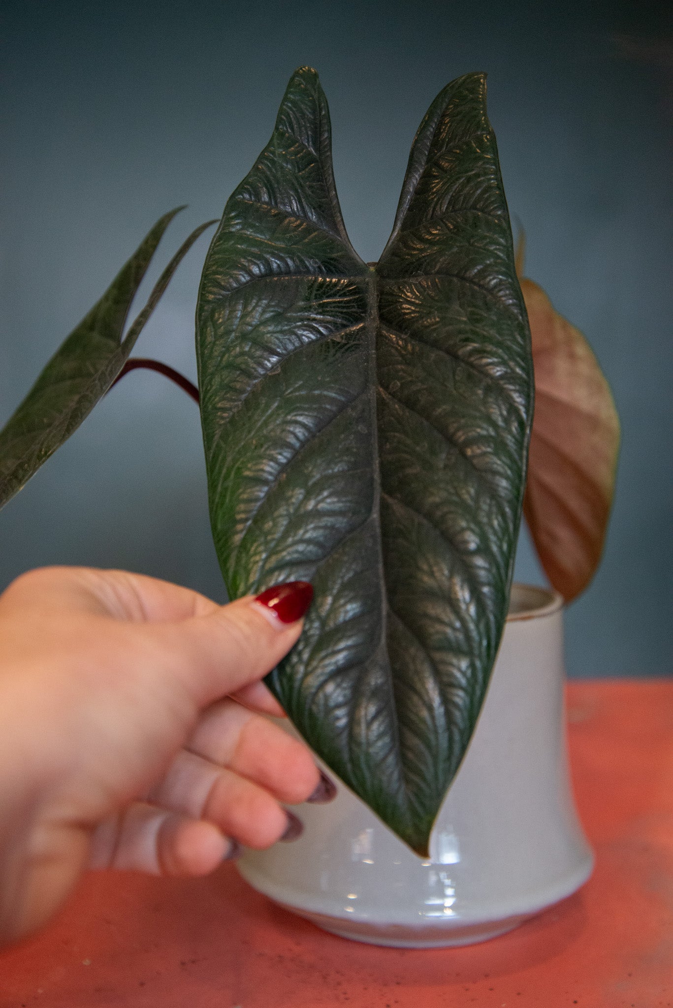 Alocasia Scalprum