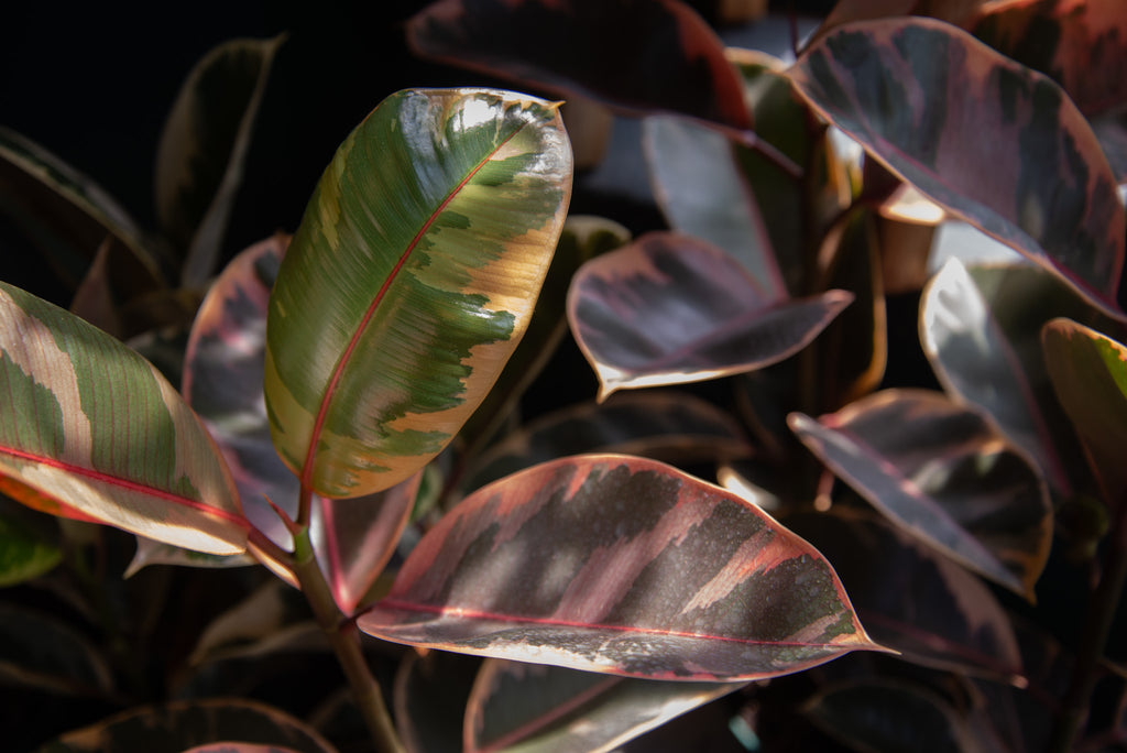 Ficus Ruby