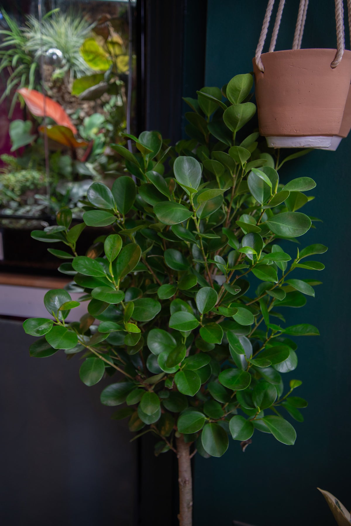 Ficus Moclame