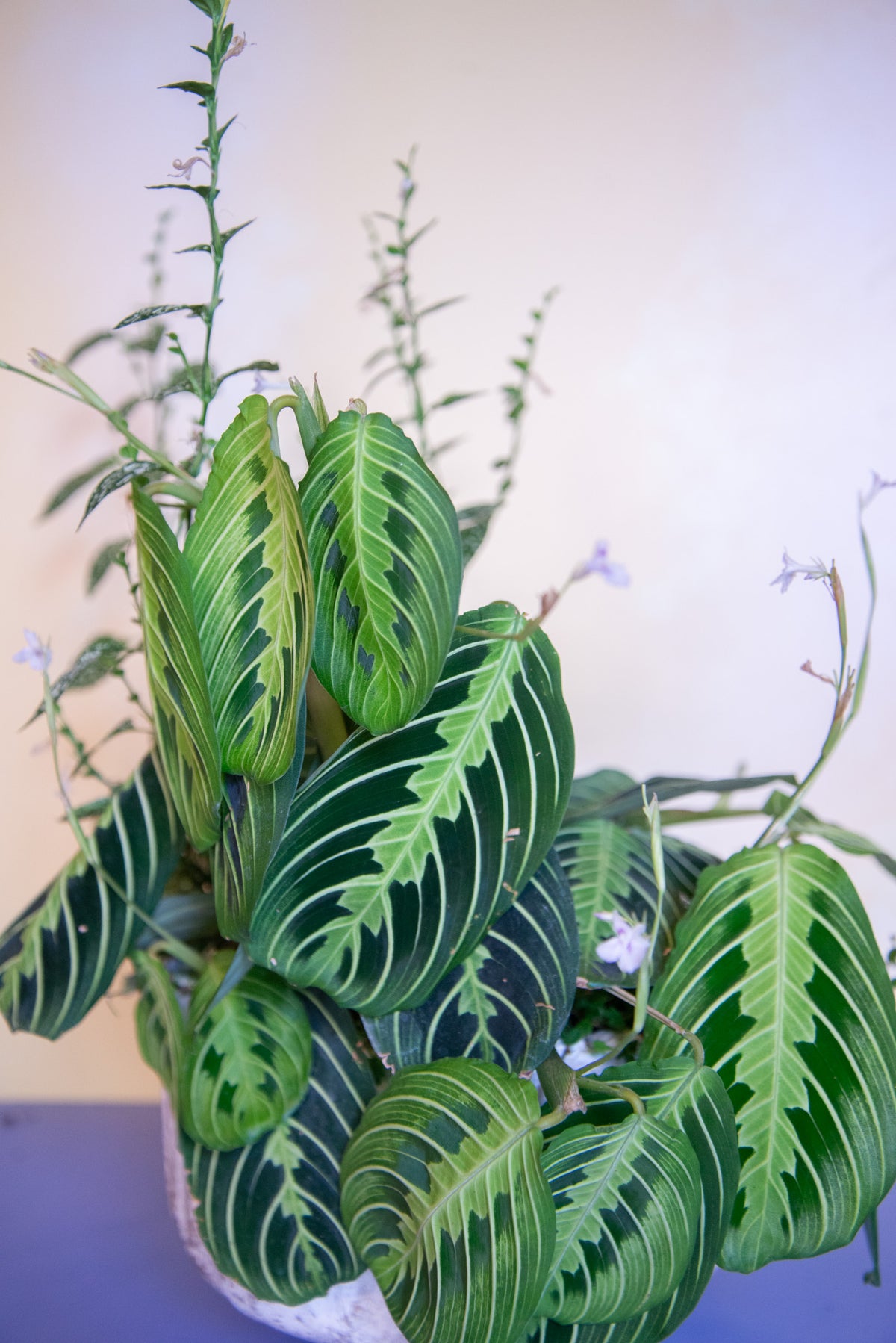 Maranta