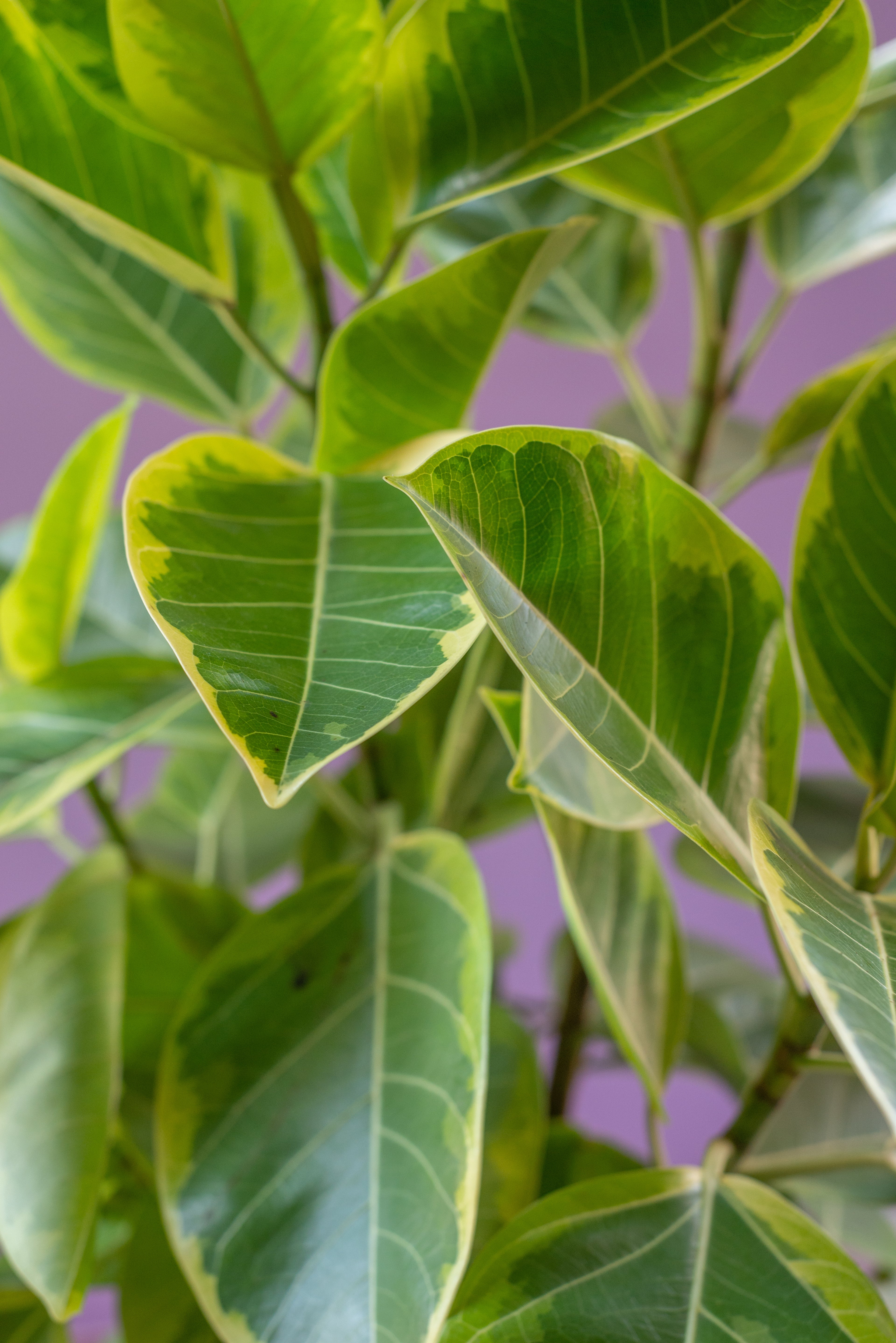 Ficus Altissima