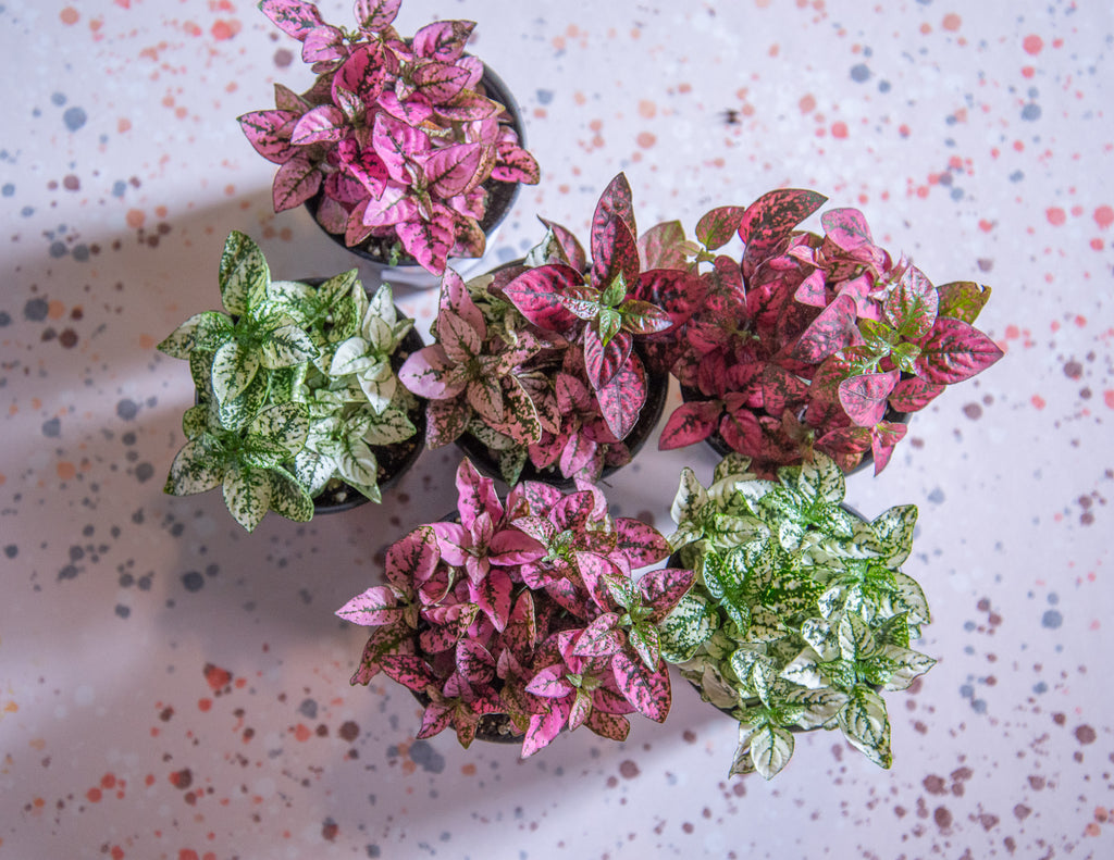 Hypoestes