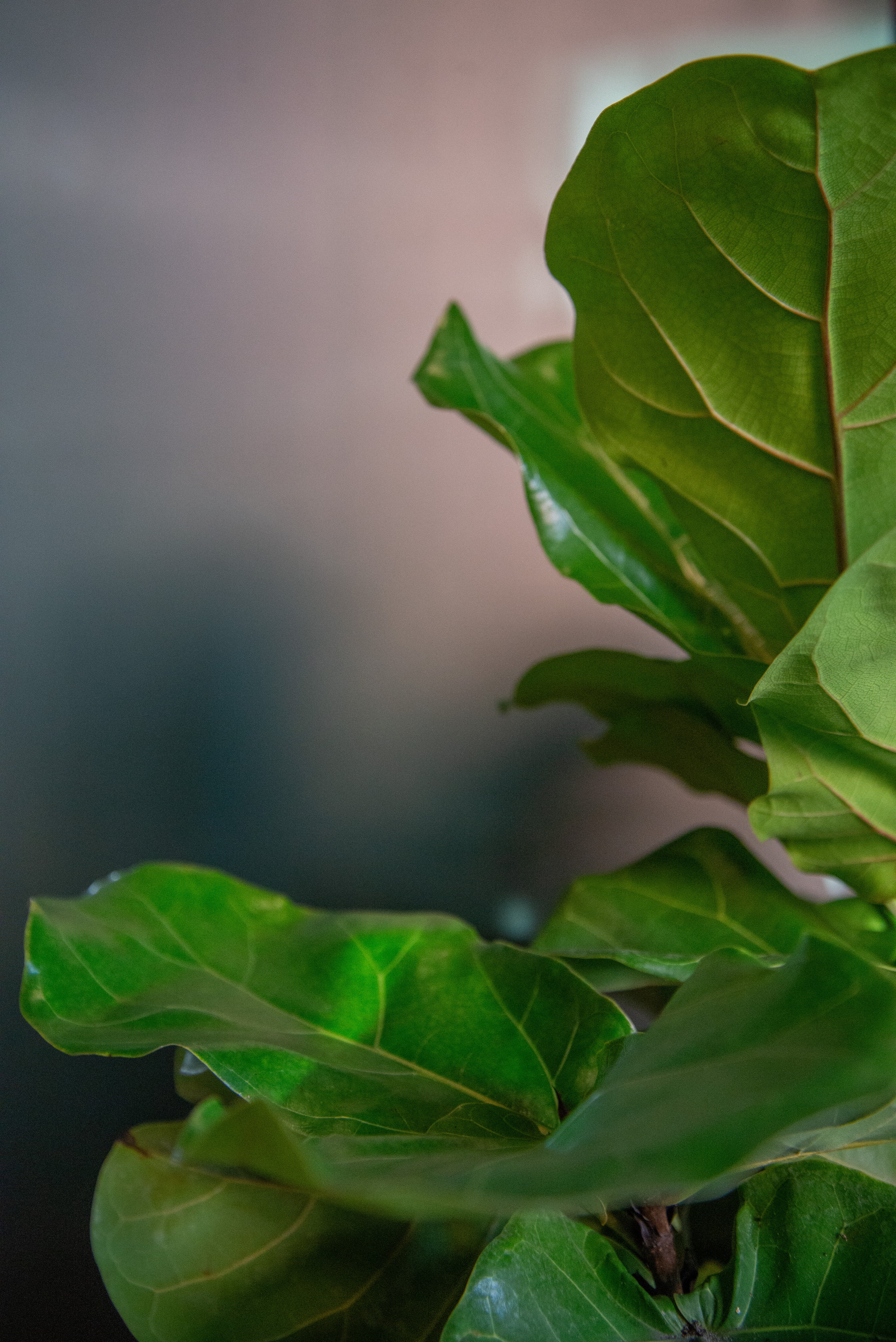 Ficus Lyrata "Fiddle Leaf Fig
