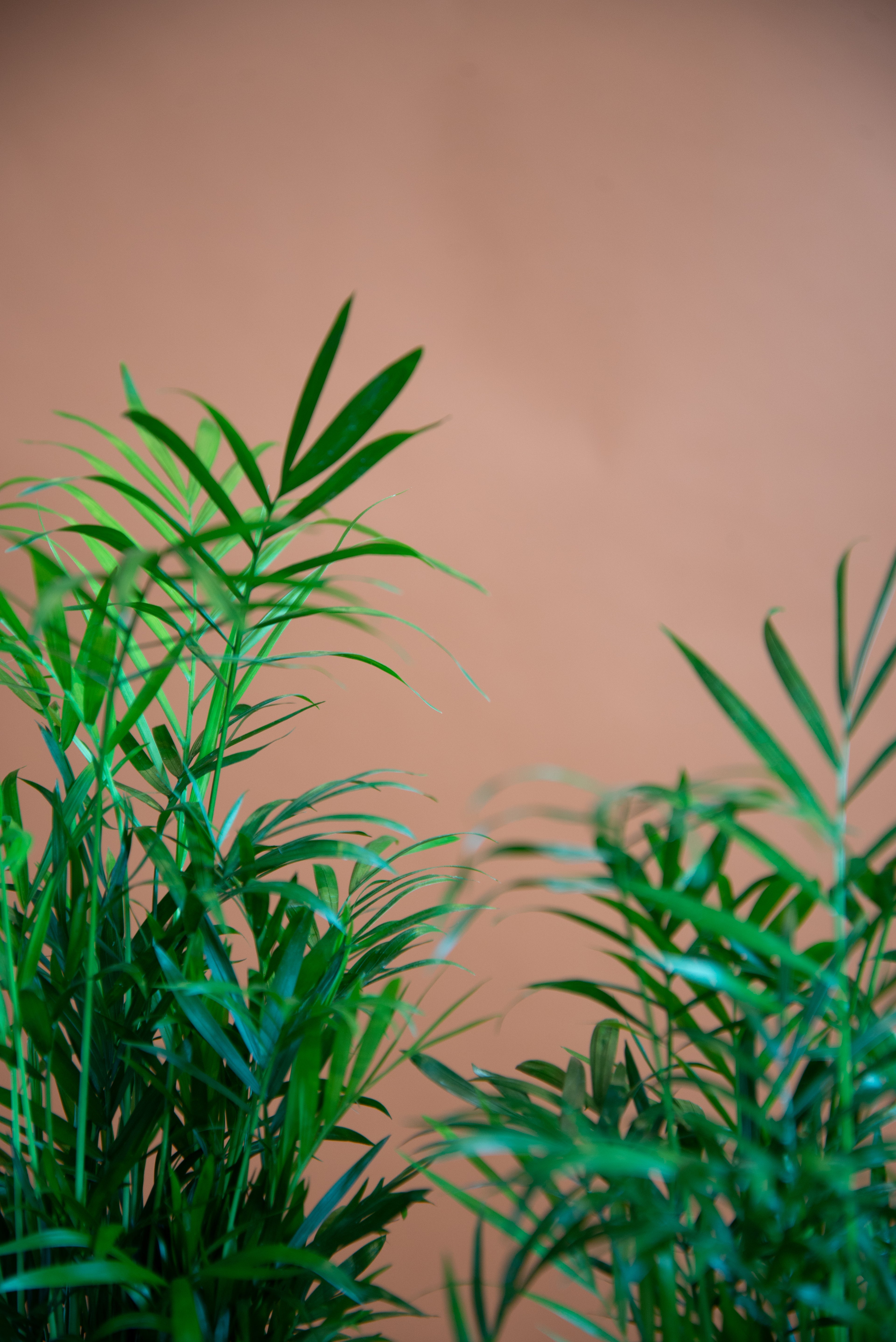 Parlor Palm