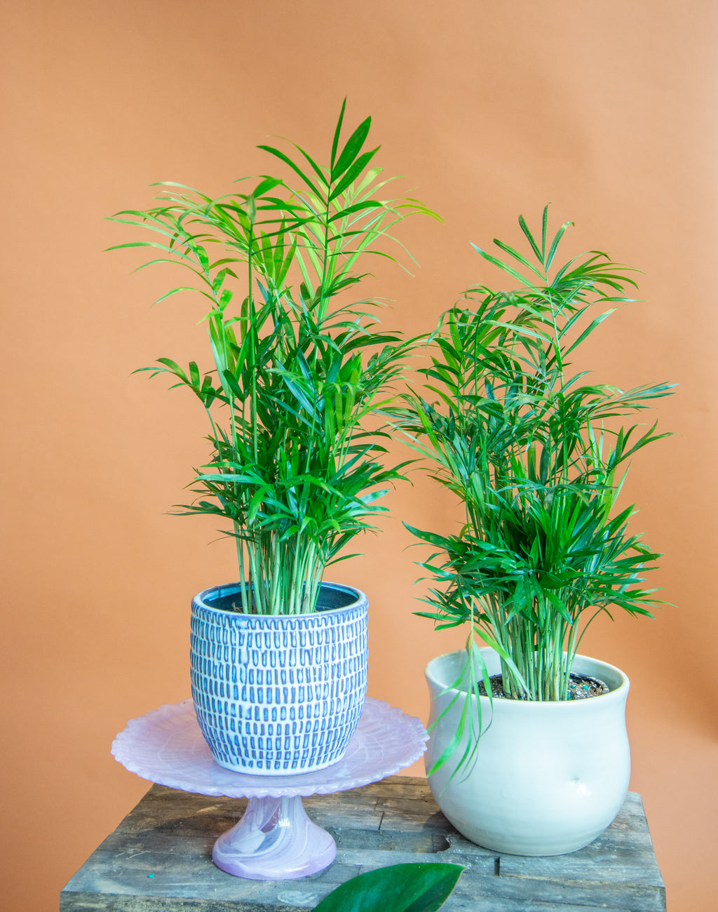 Parlor Palm