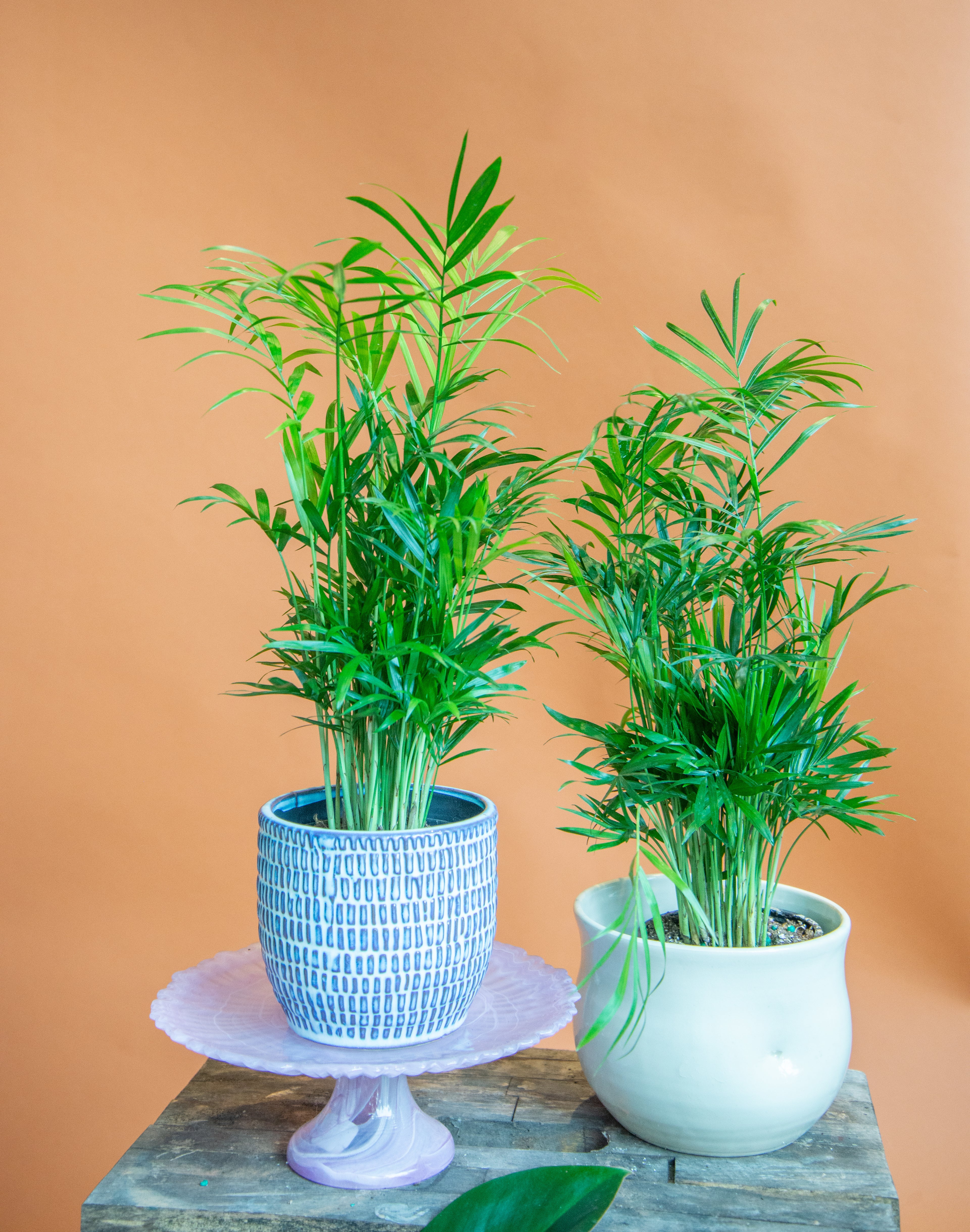 Parlor Palm