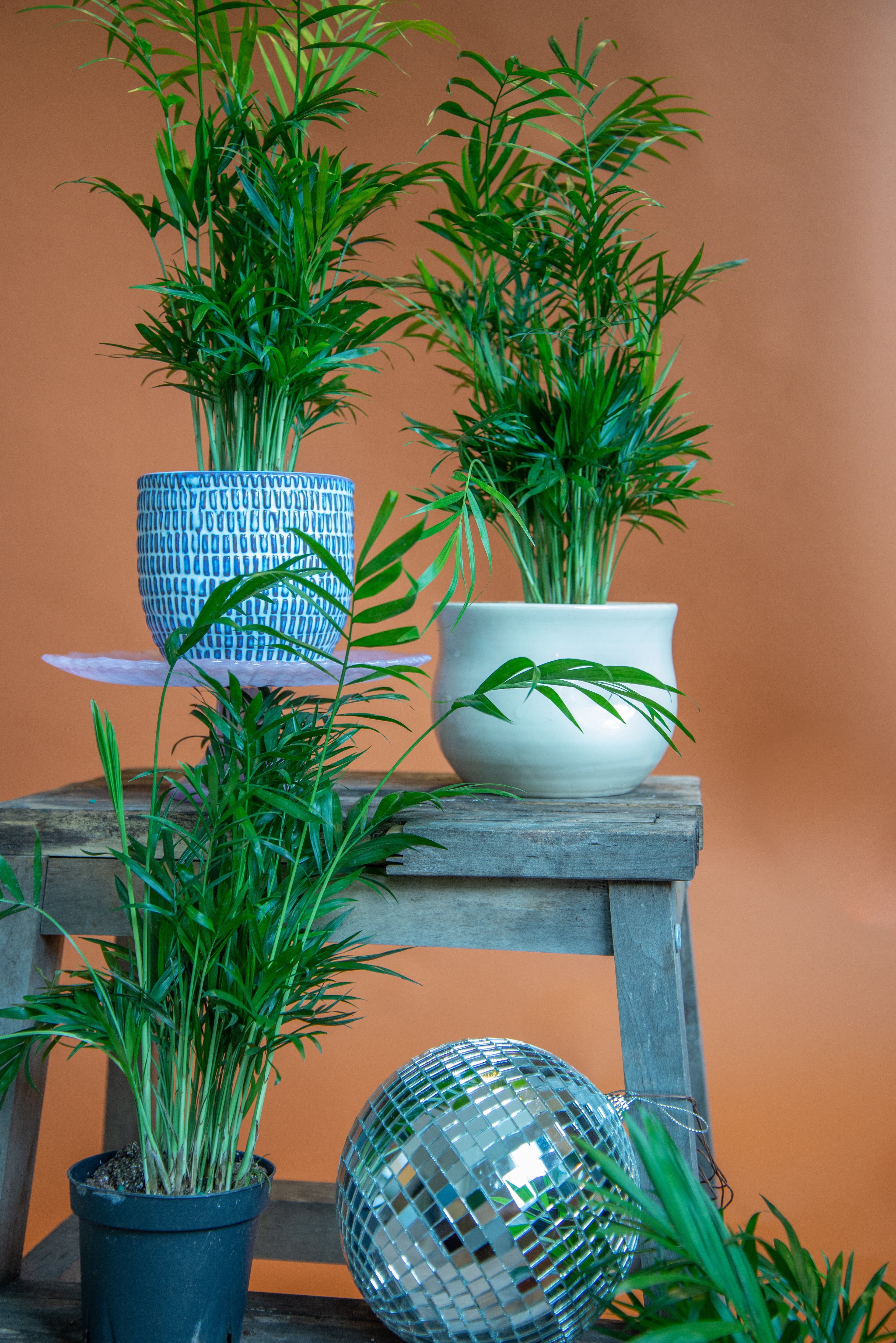 Parlor Palm