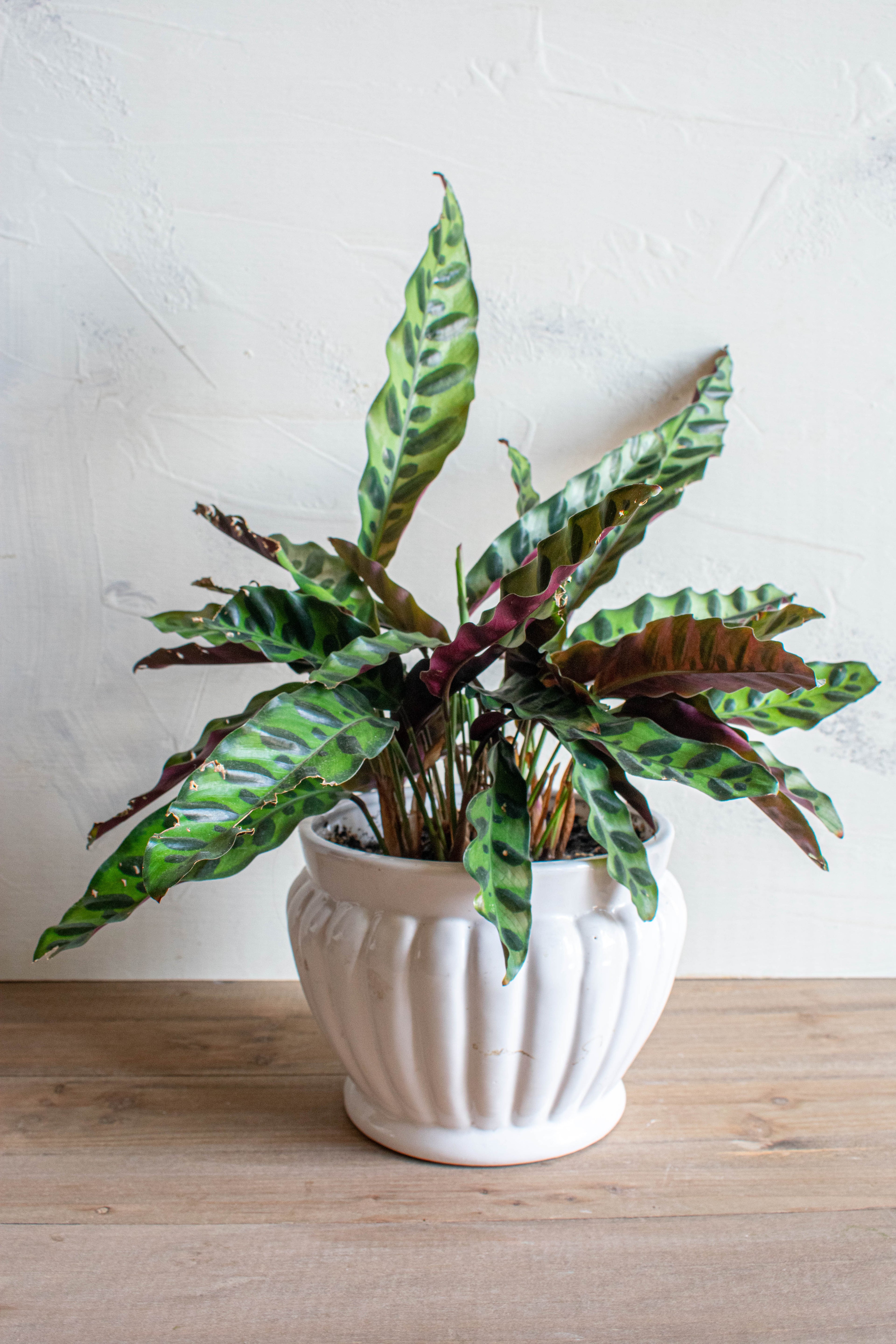 Calathea
