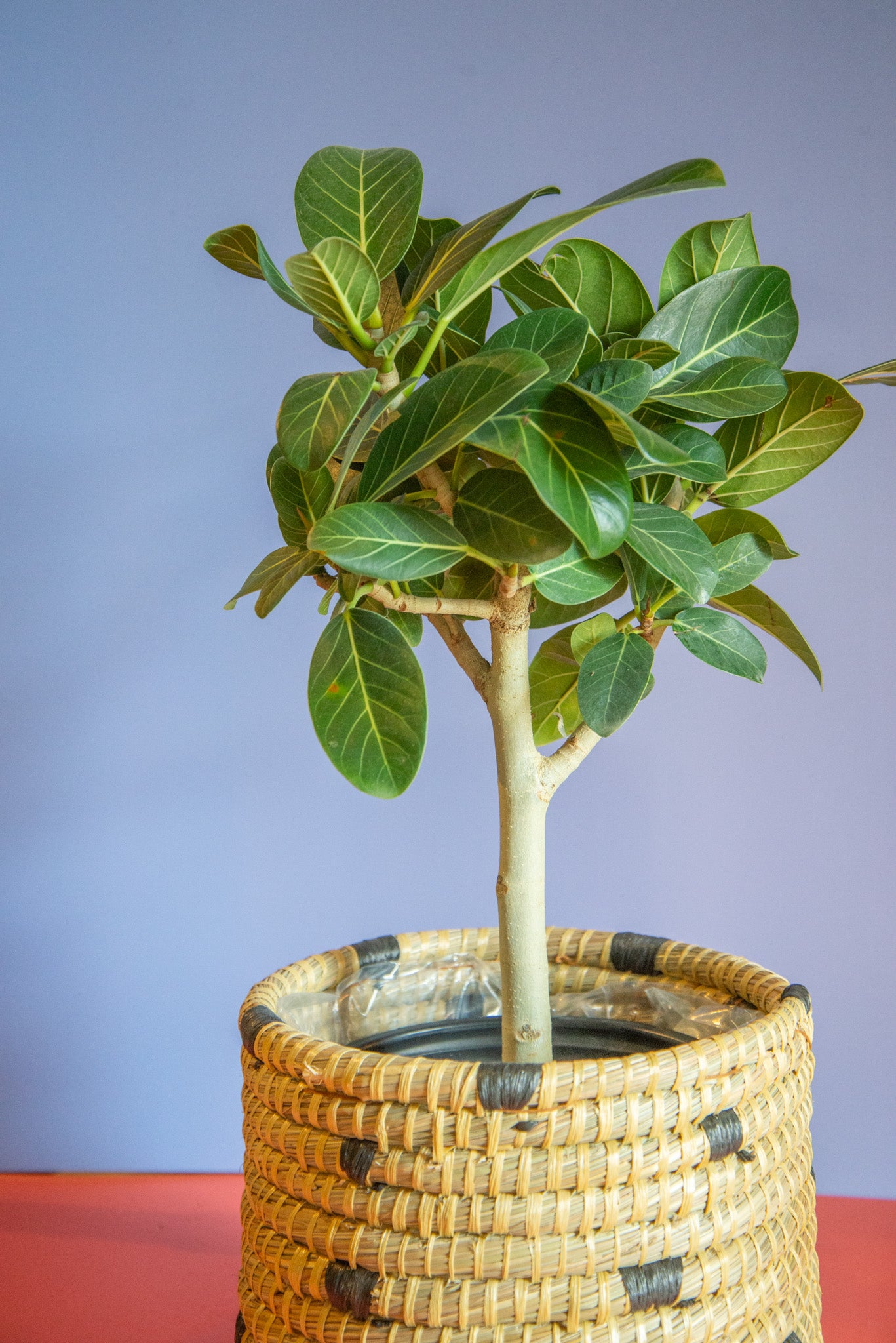 Ficus Audrey