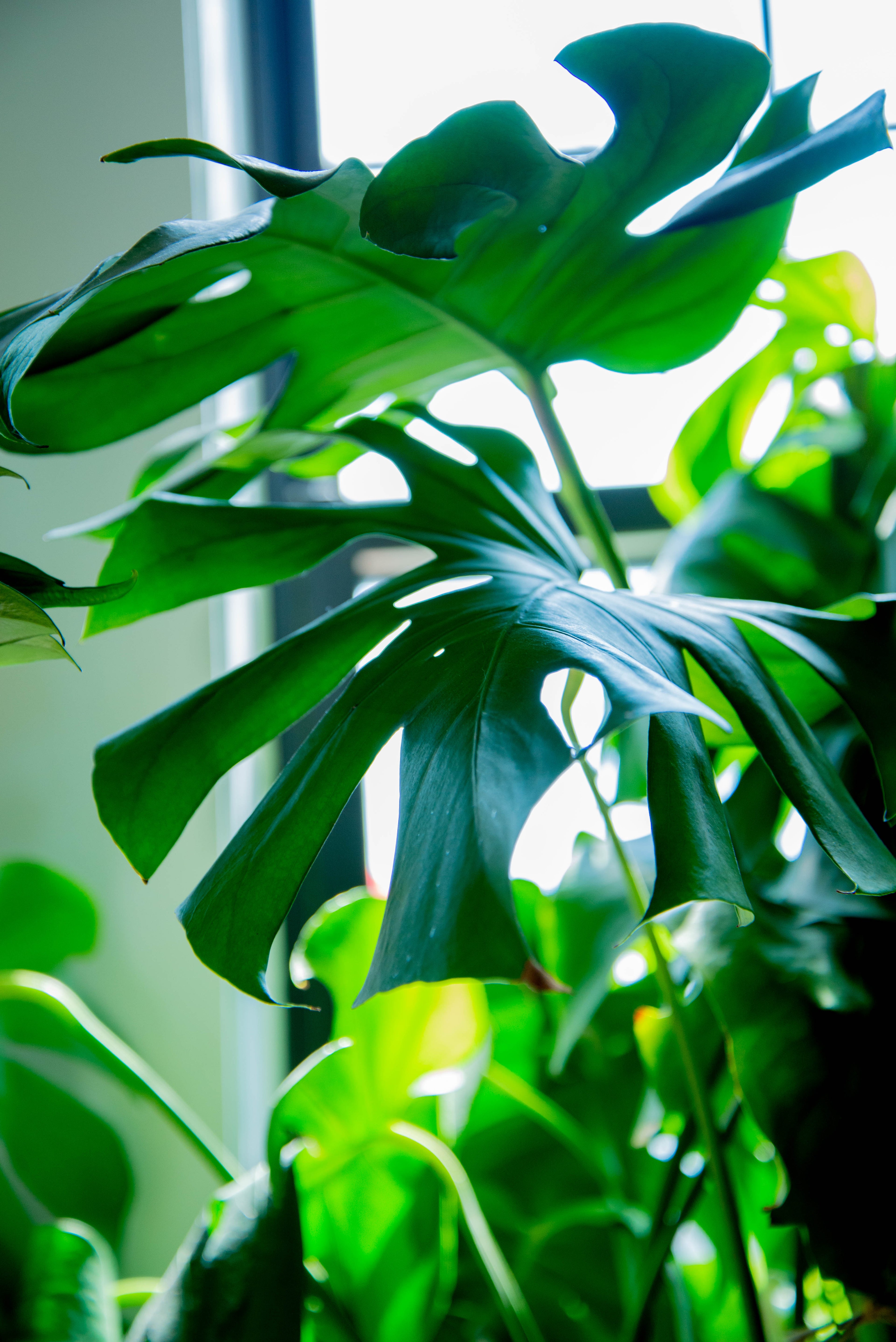 Monstera Deliciosa