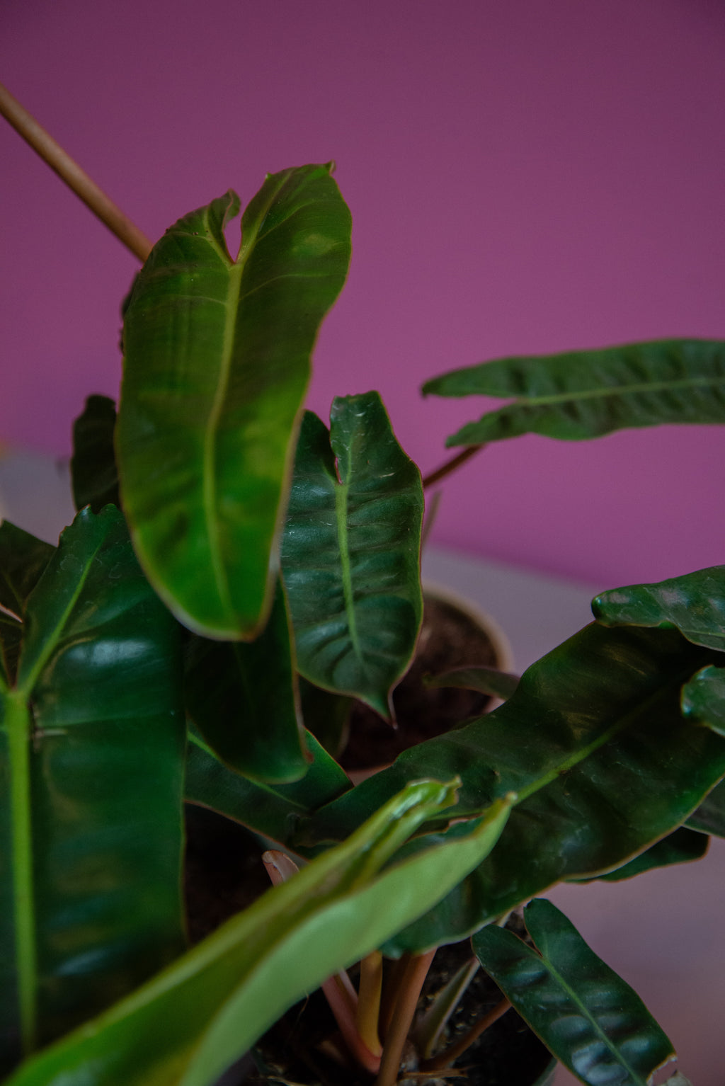 Philodendron Billietae