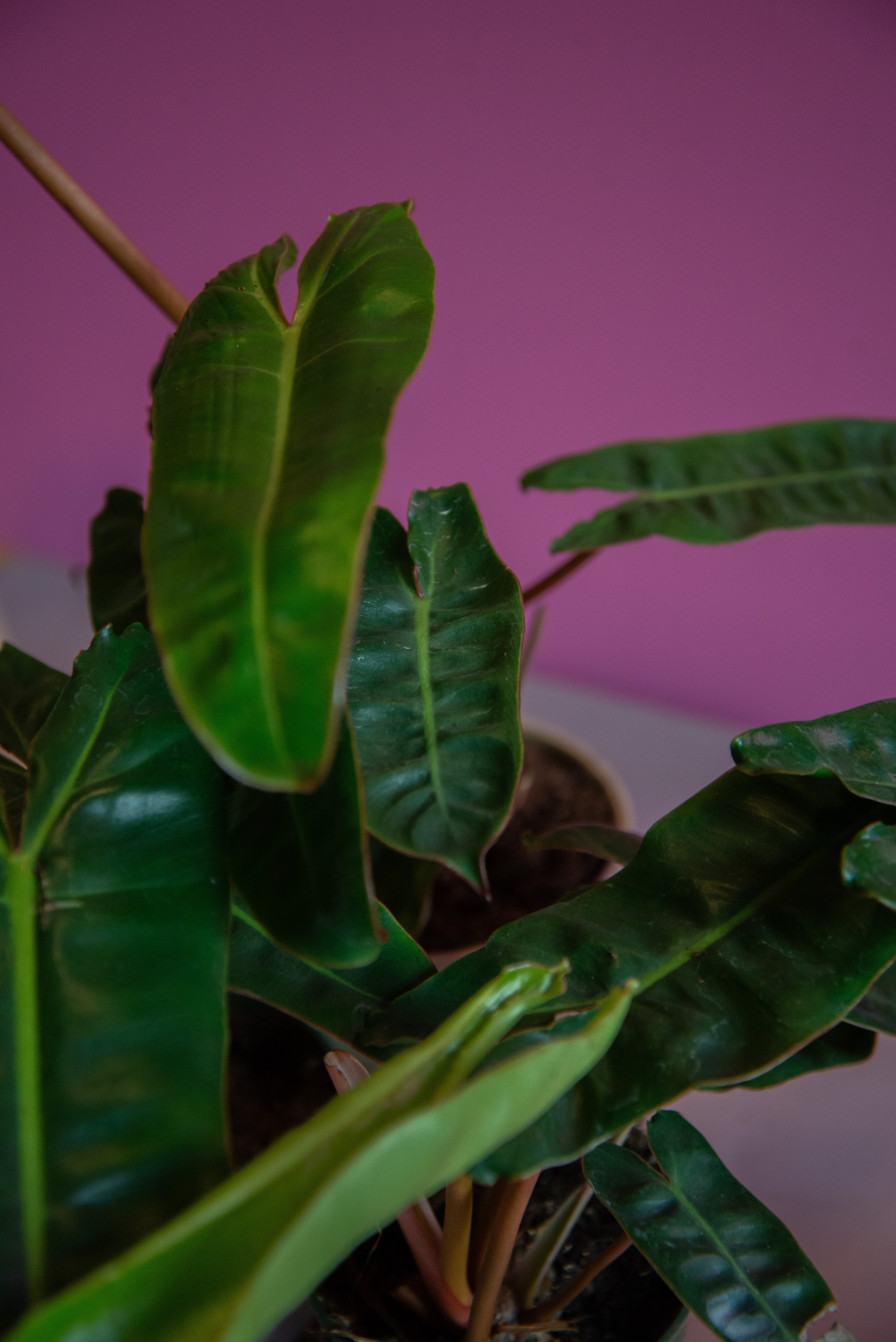 Philodendron Billietae