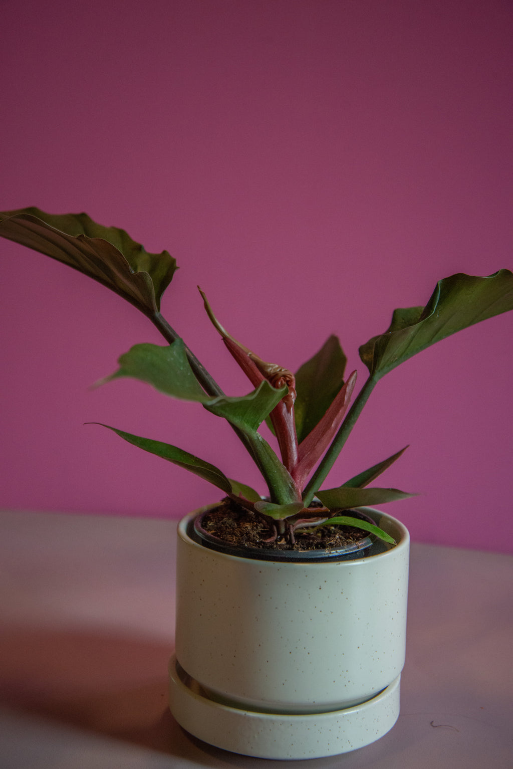 Philodendron Chocolate Empress