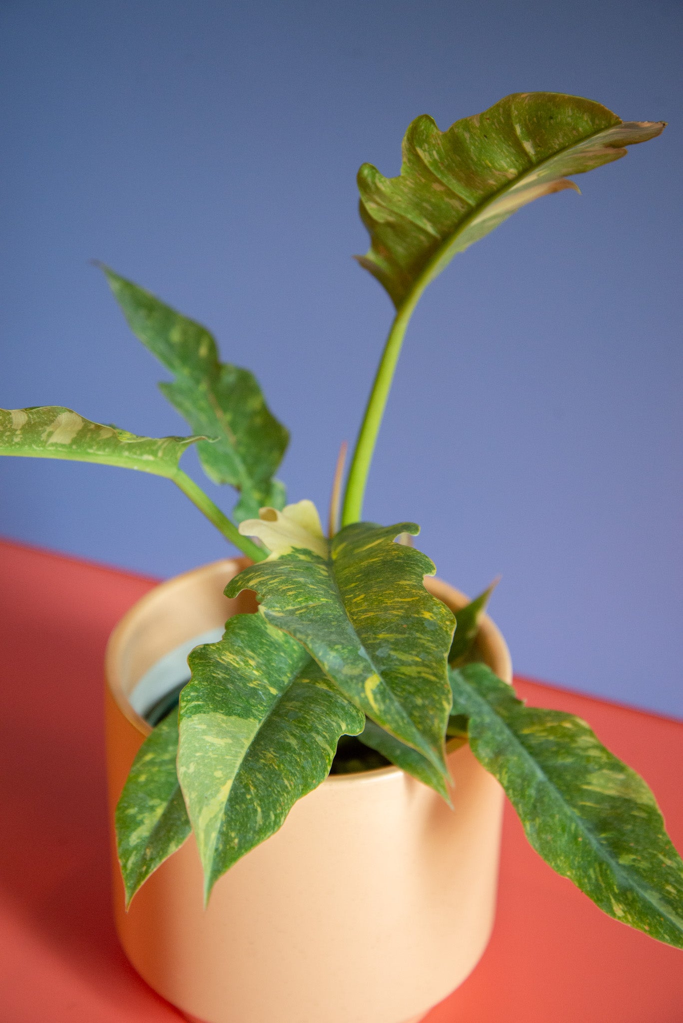 Philodendron Ring of Fire