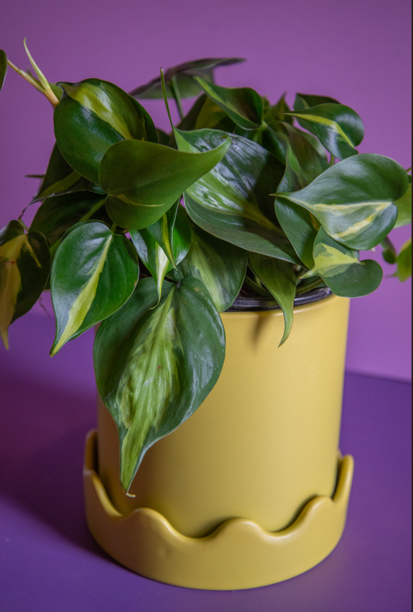 Philodendron Brasil