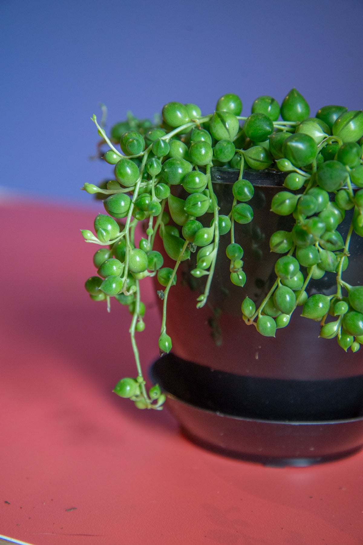 Senecio