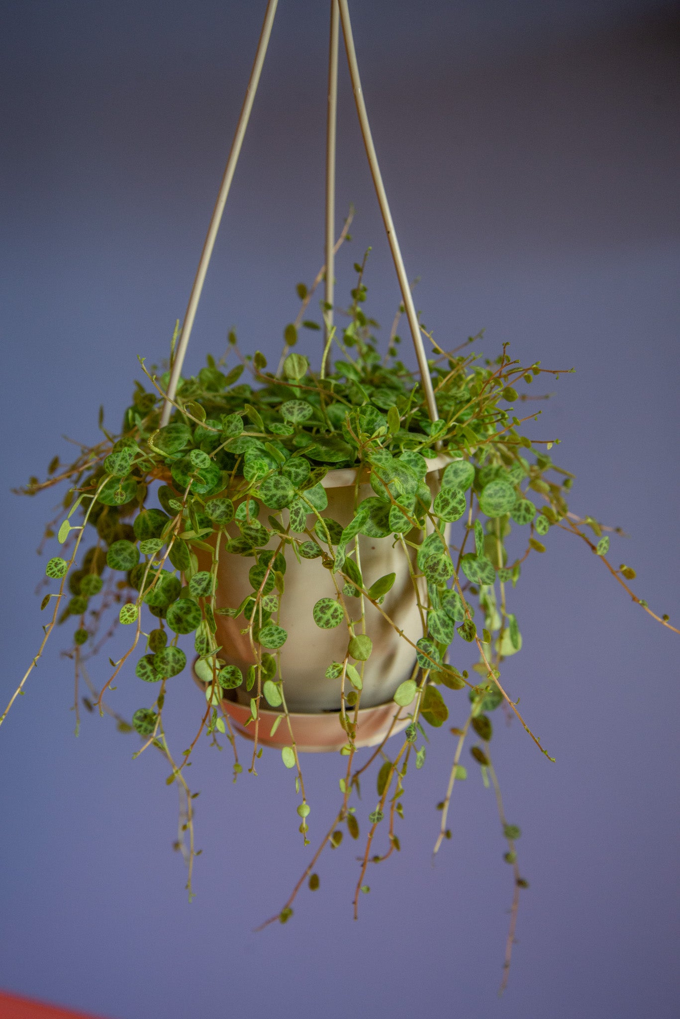 Peperomia