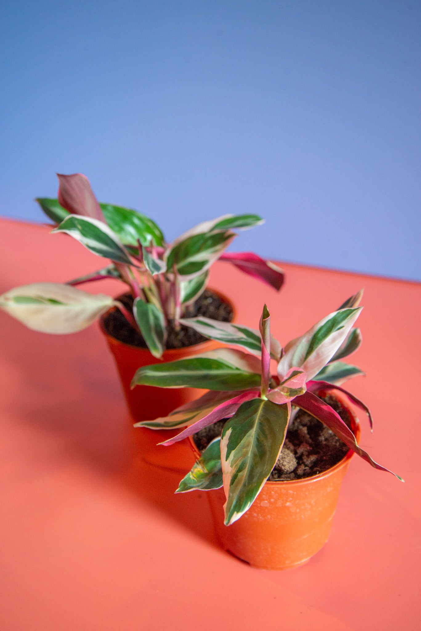 Stromanthe Triostar
