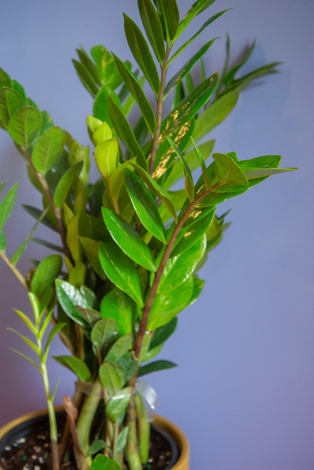 ZZ Plant