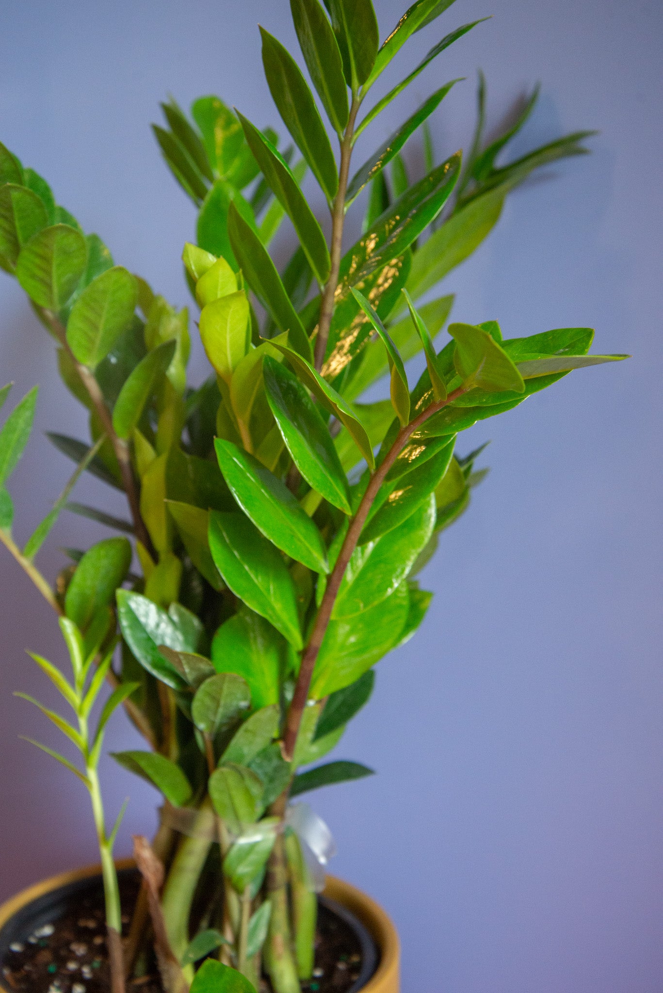 ZZ Plant