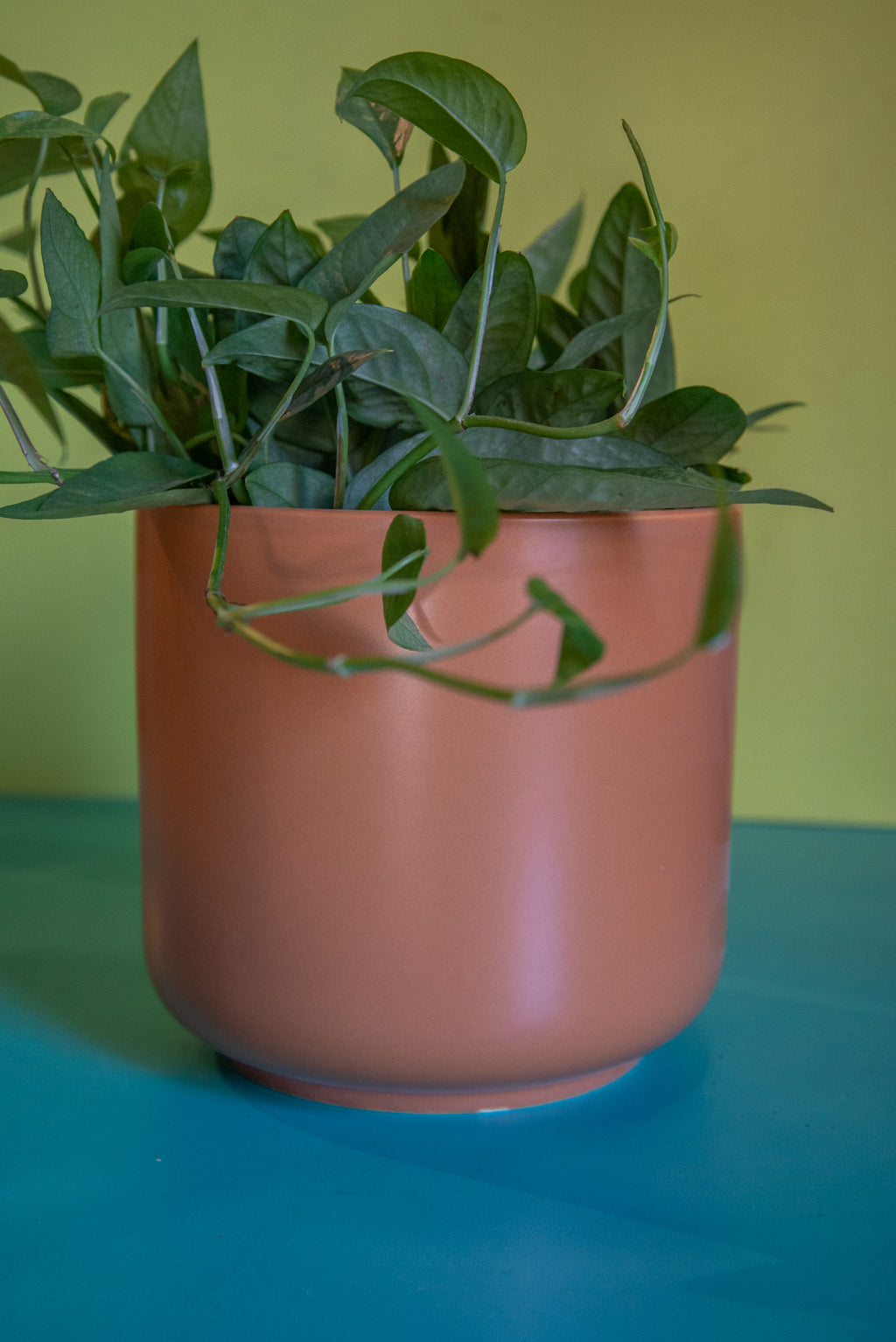 Pothos Cebu Blue