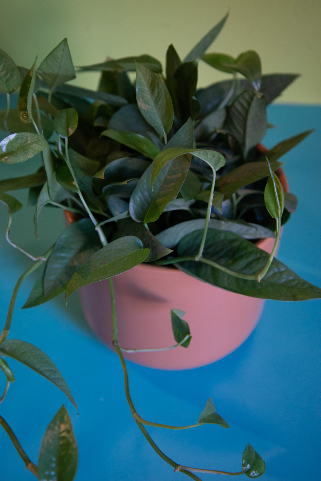 Pothos Cebu Blue