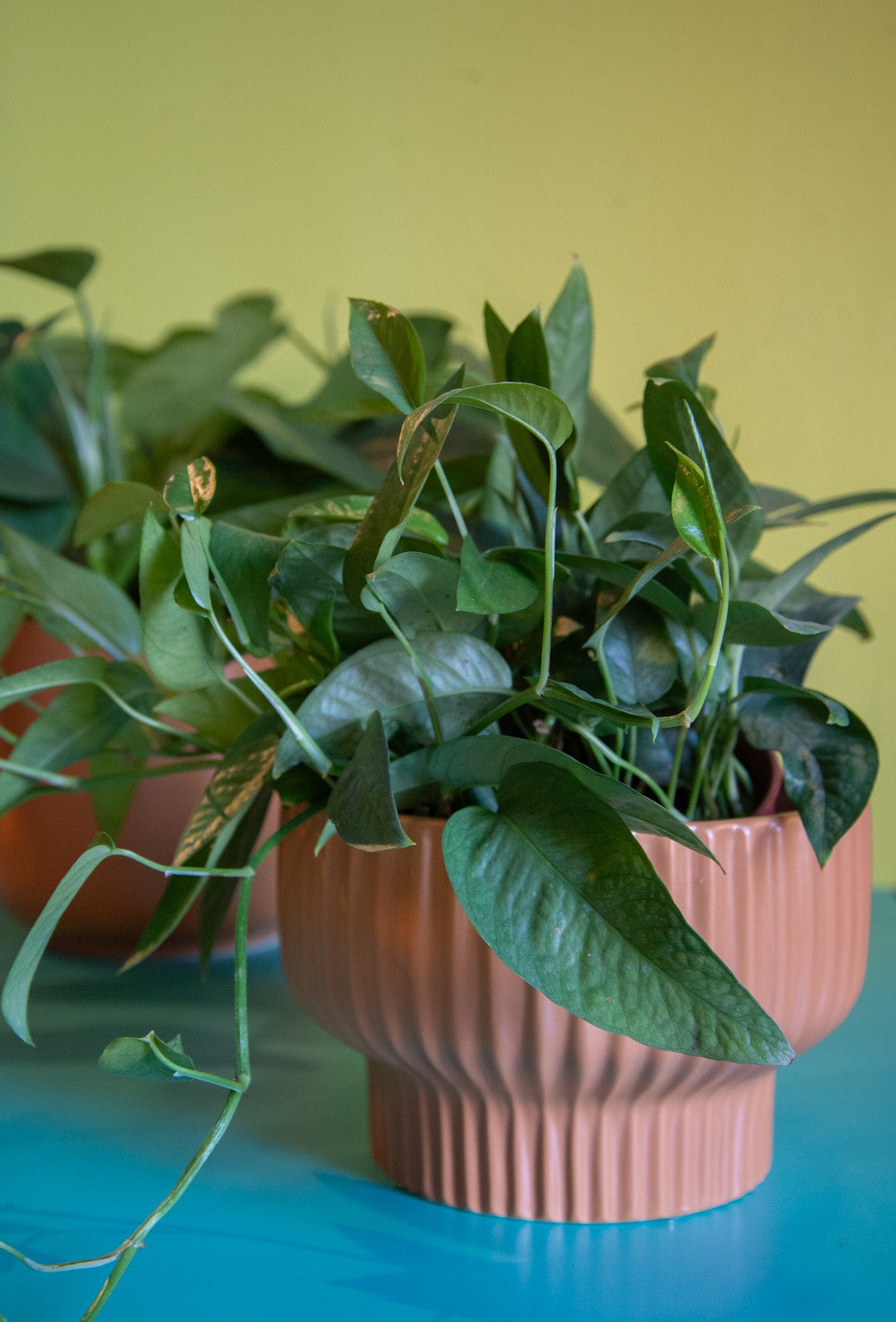 Presley Planter