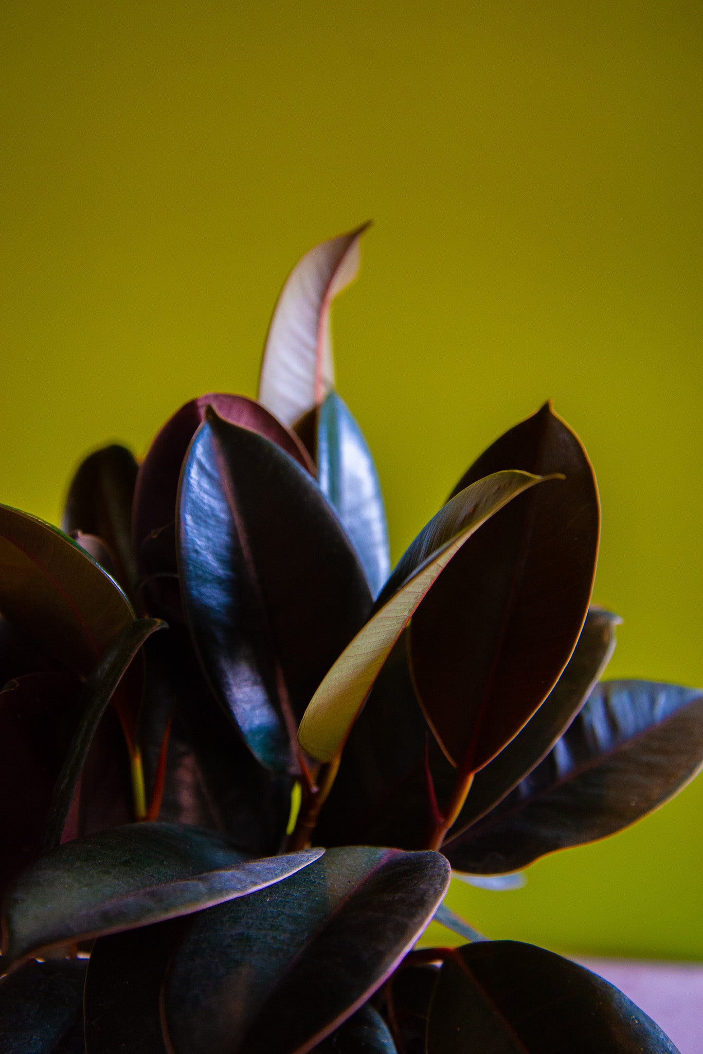 Ficus Burgundy