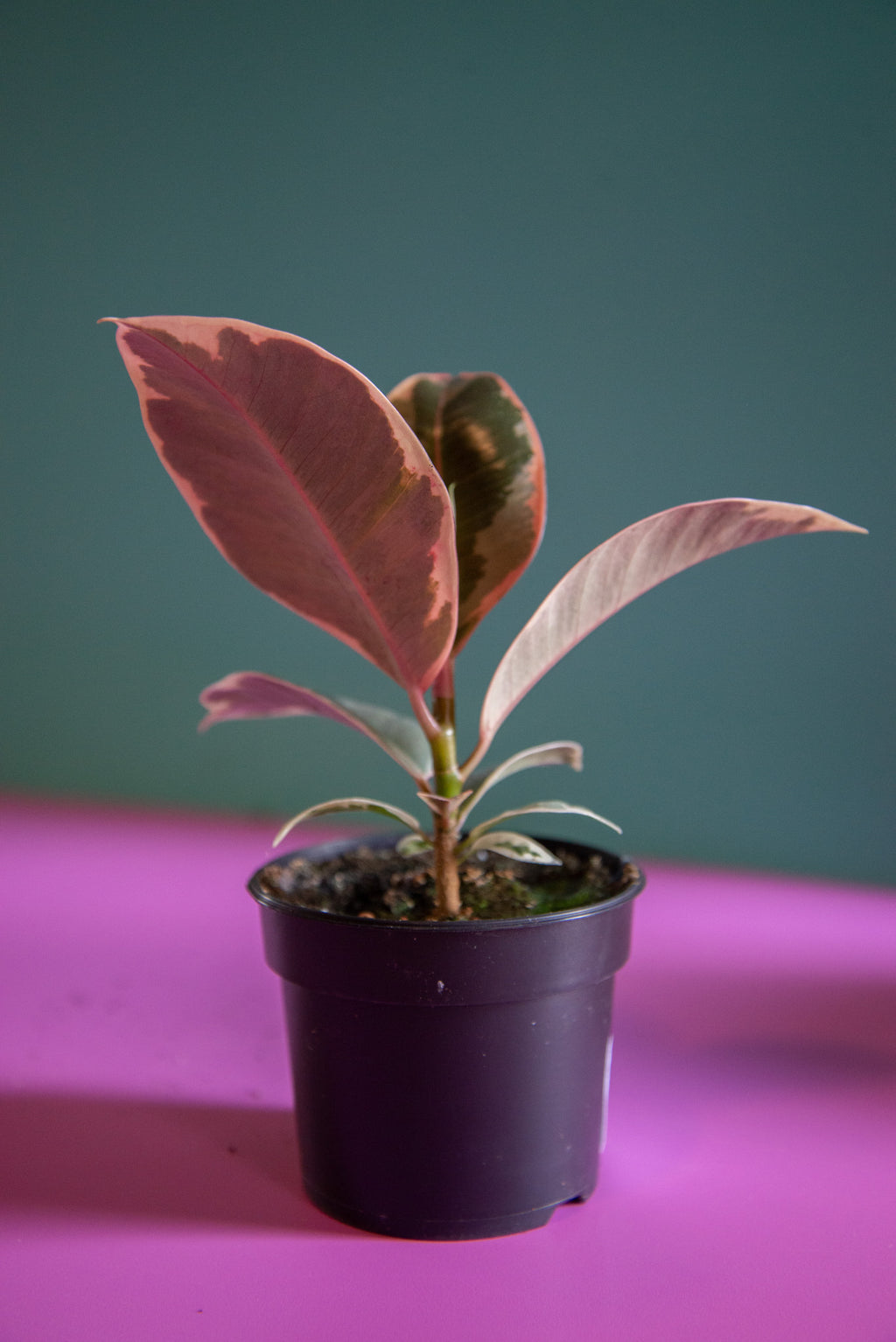 Ficus Ruby