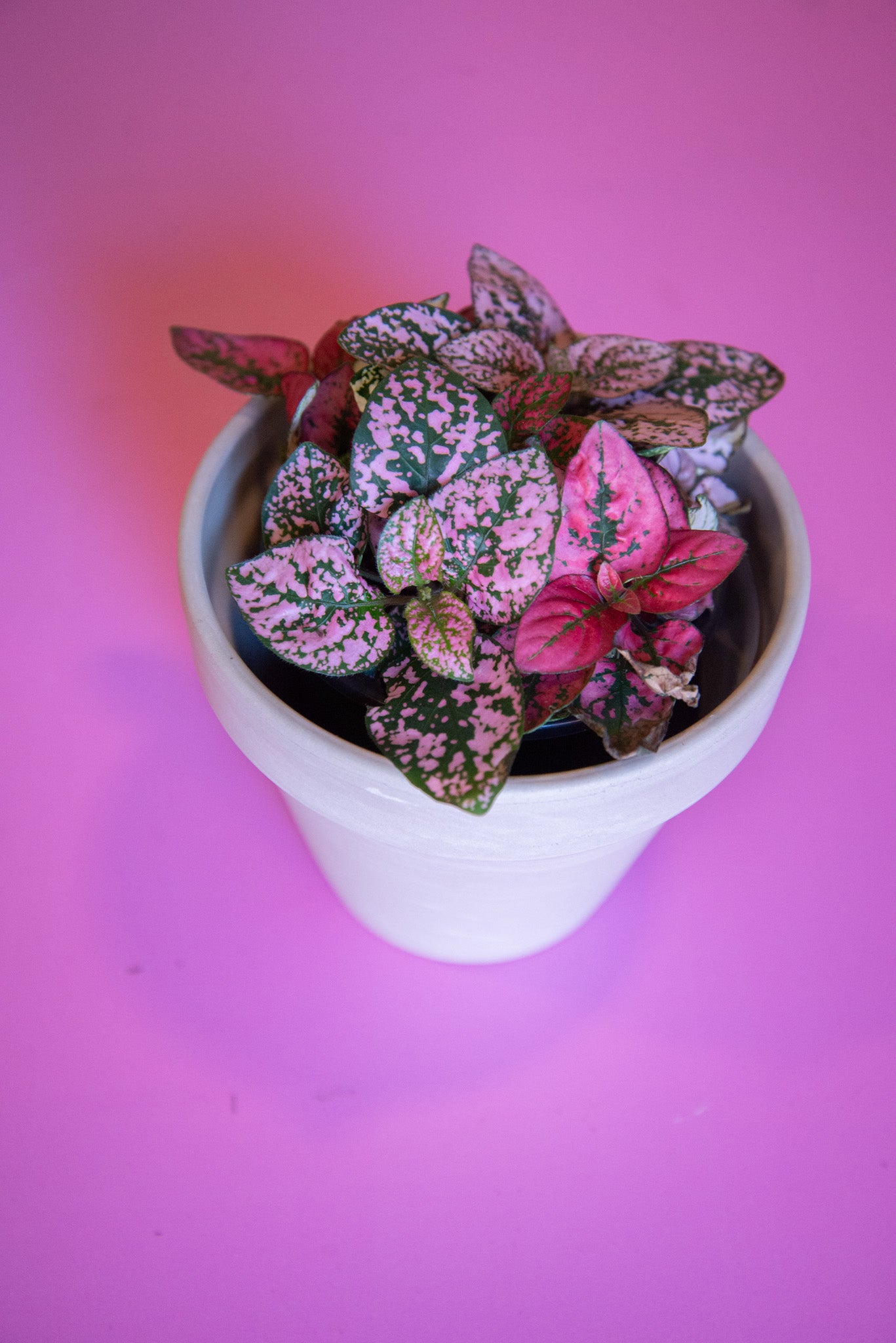 Hypoestes