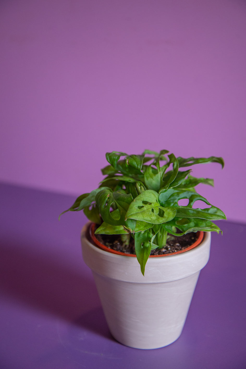 Apollo Pots