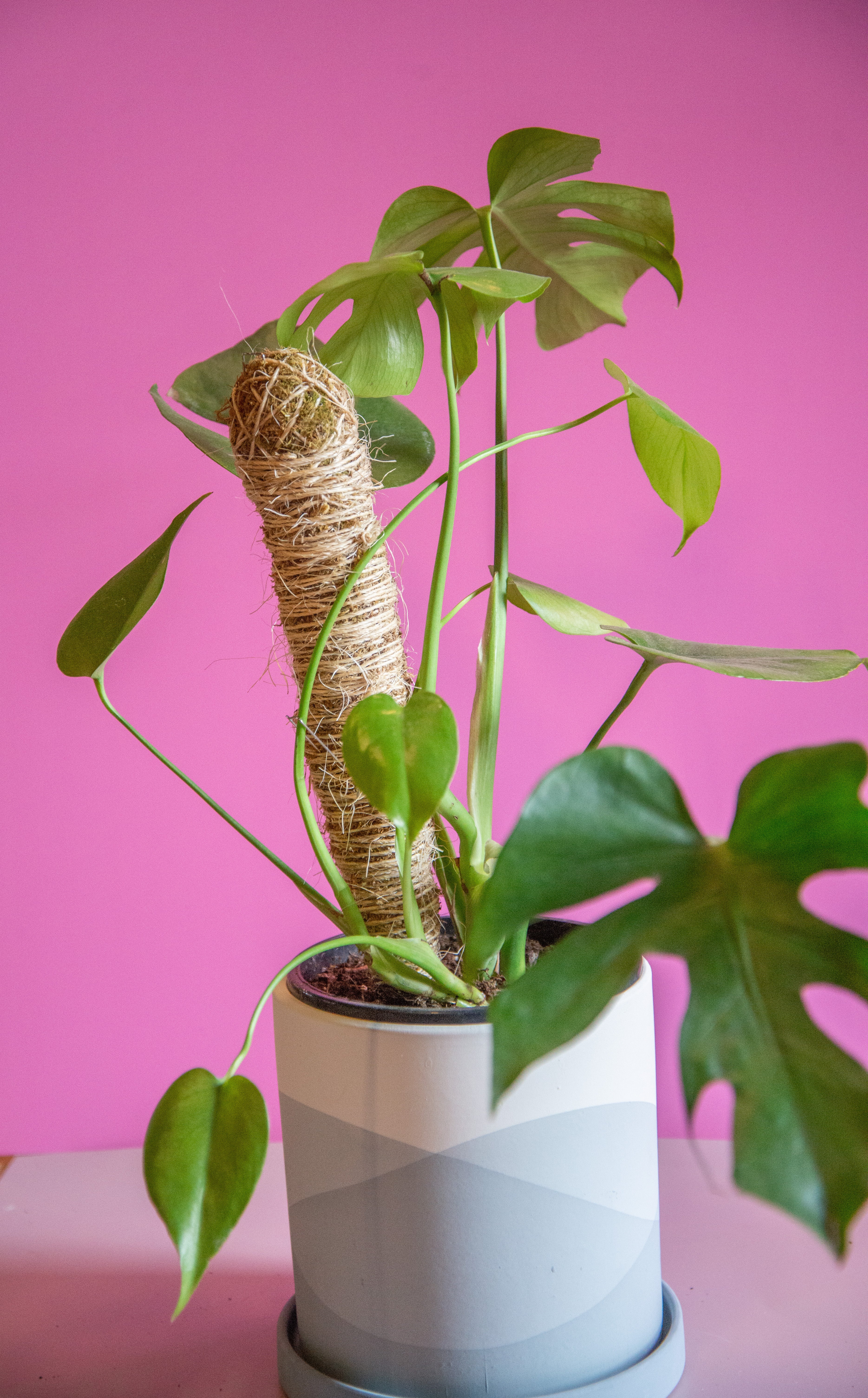Monstera Deliciosa